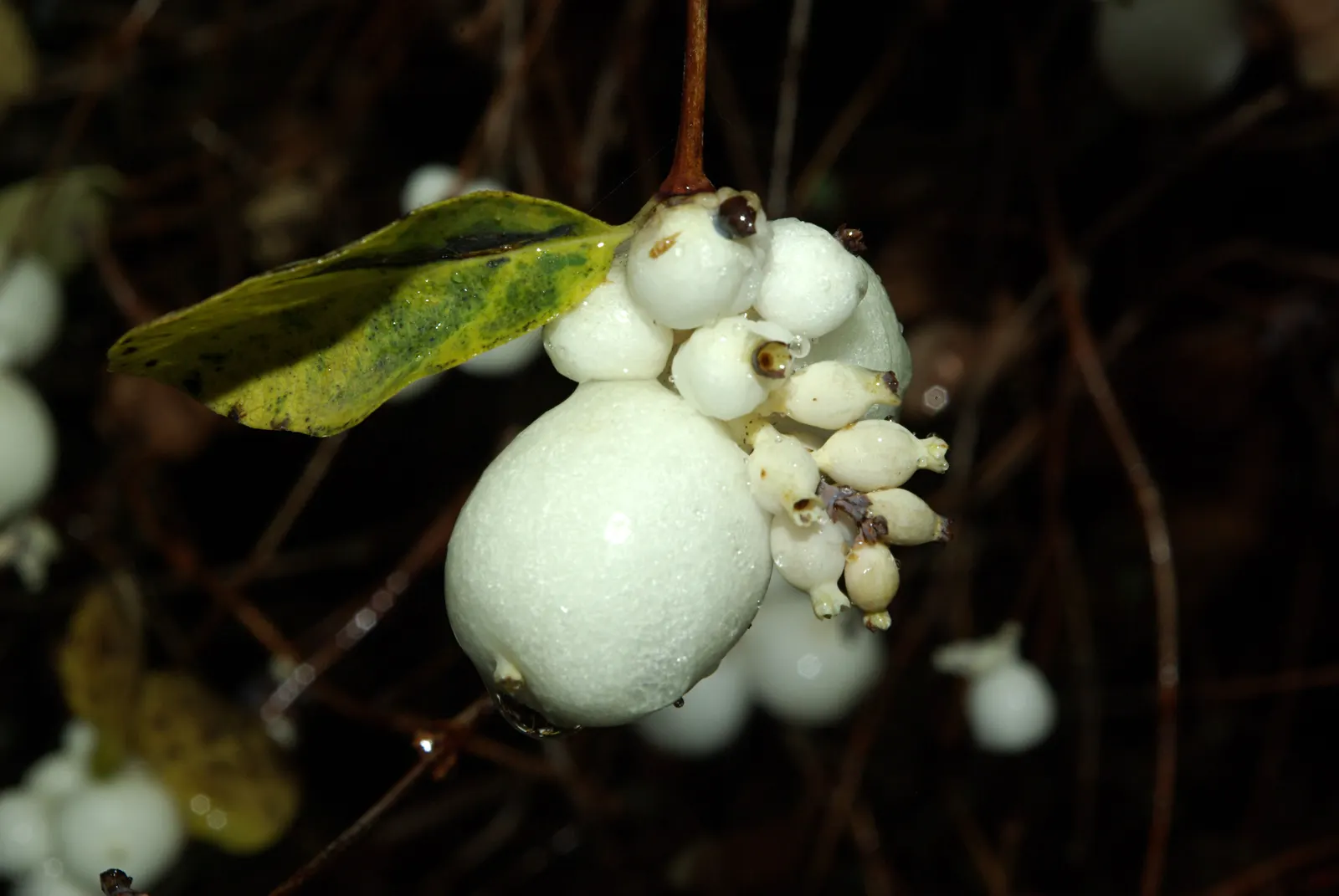 Snowberry (Symphoricarpos Albus) — providing a soft contrast against its foliage; excelling in erosion control and as wildlife habitat, it's a, image 74