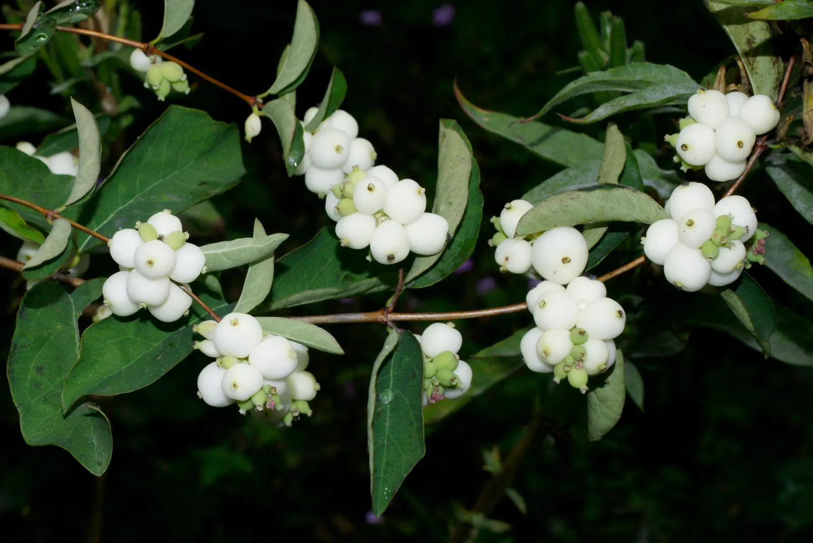 Snowberry (Symphoricarpos Albus) — These berries are roughly 0.5 to 0.75 inches in diameter and are clustered along the arching stems