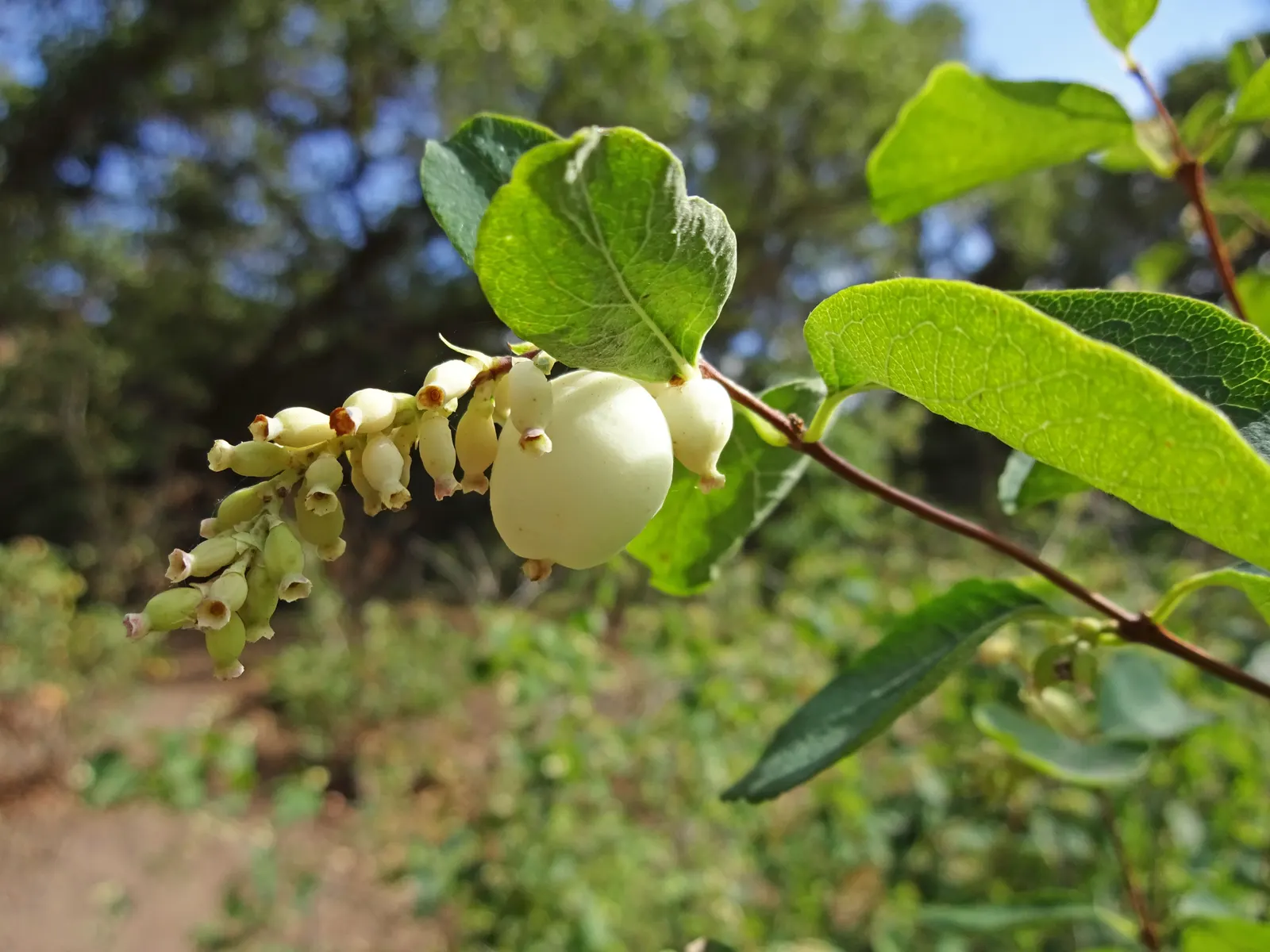 Snowberry (Symphoricarpos Albus) — offering visual interest as well as a food source for local bird species; consider its suckering habit