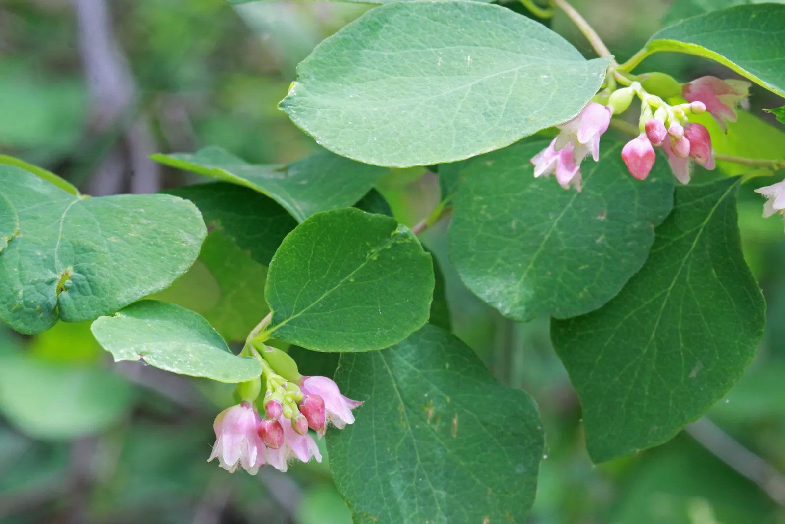 Snowberry (Symphoricarpos Albus) — <br><br>The leaves are oval-shaped; is an excellent addition to any landscape design for its year-round interest, image 70