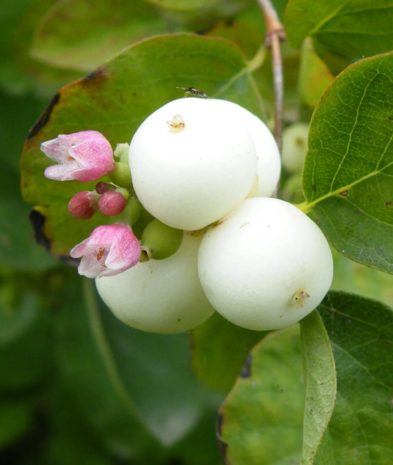 Snowberry (Symphoricarpos Albus) — or as foundation plantings; growing to an average height of 3 to 5 feet with a similar spread, image 143