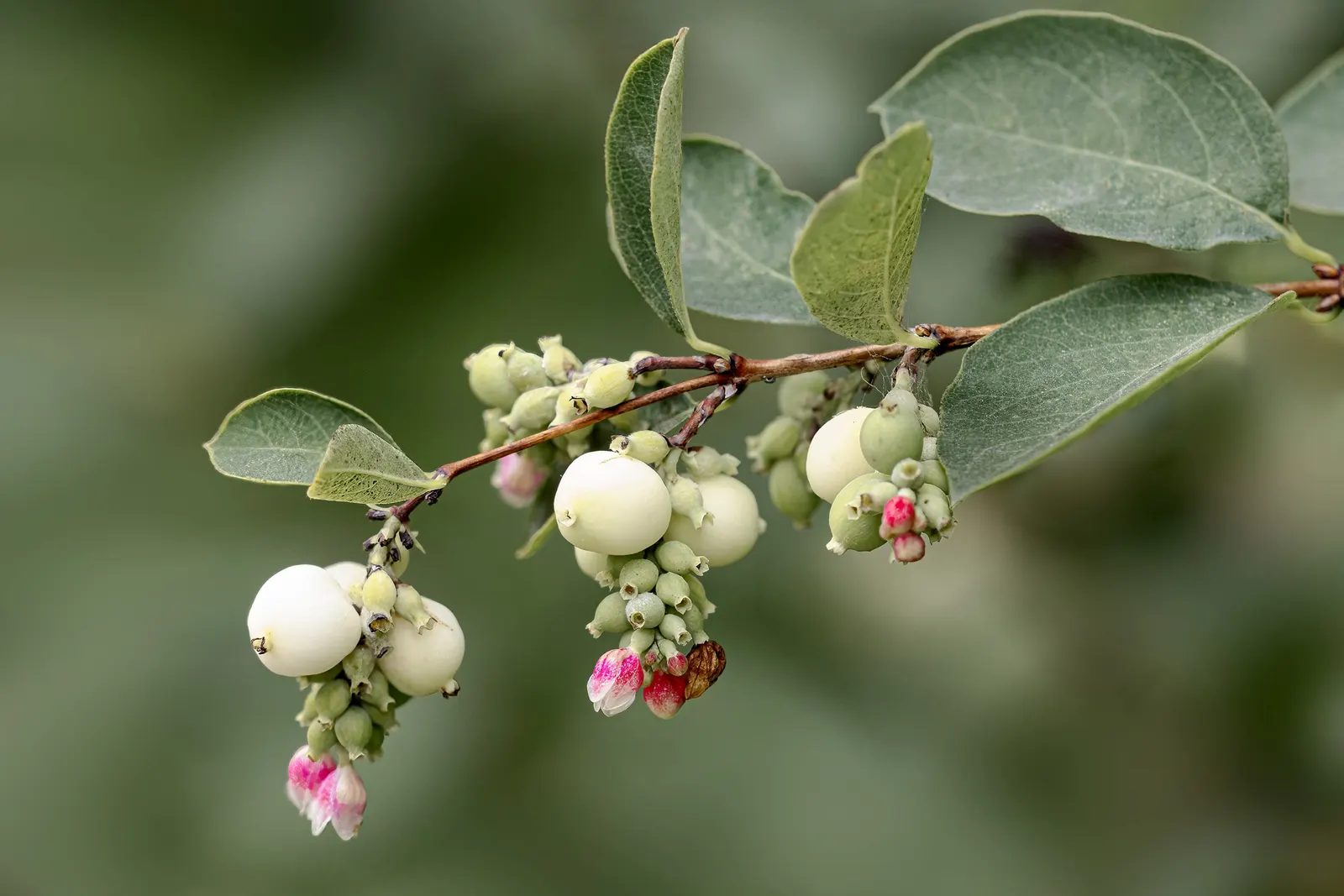 Snowberry (Symphoricarpos Albus) — pinkish-white flowers emerge in the late spring to early summer; pink flowers in the garden, image 73