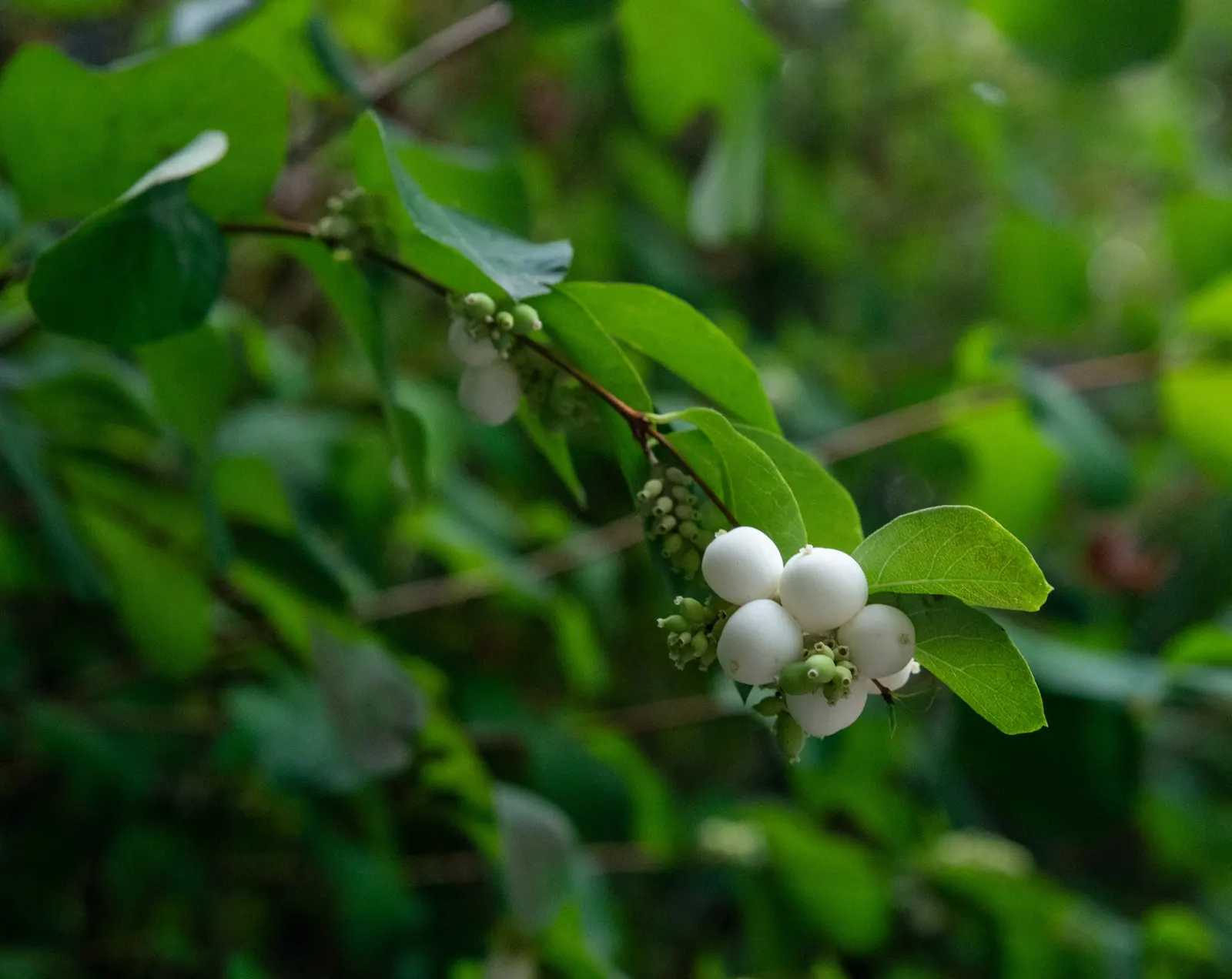 Snowberry (Symphoricarpos Albus) — or as foundation plantings; growing to an average height of 3 to 5 feet with a similar spread