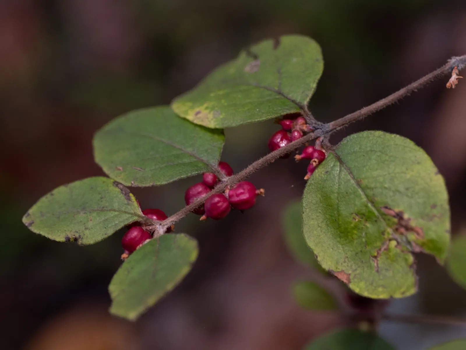 Snowberry (Symphoricarpos Albus) — providing a soft contrast against its foliage; excelling in erosion control and as wildlife habitat, it's a, image 134