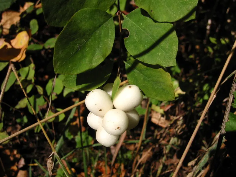 Snowberry (Symphoricarpos Albus) — offering visual interest as well as a food source for local bird species; consider its suckering habit, image 137