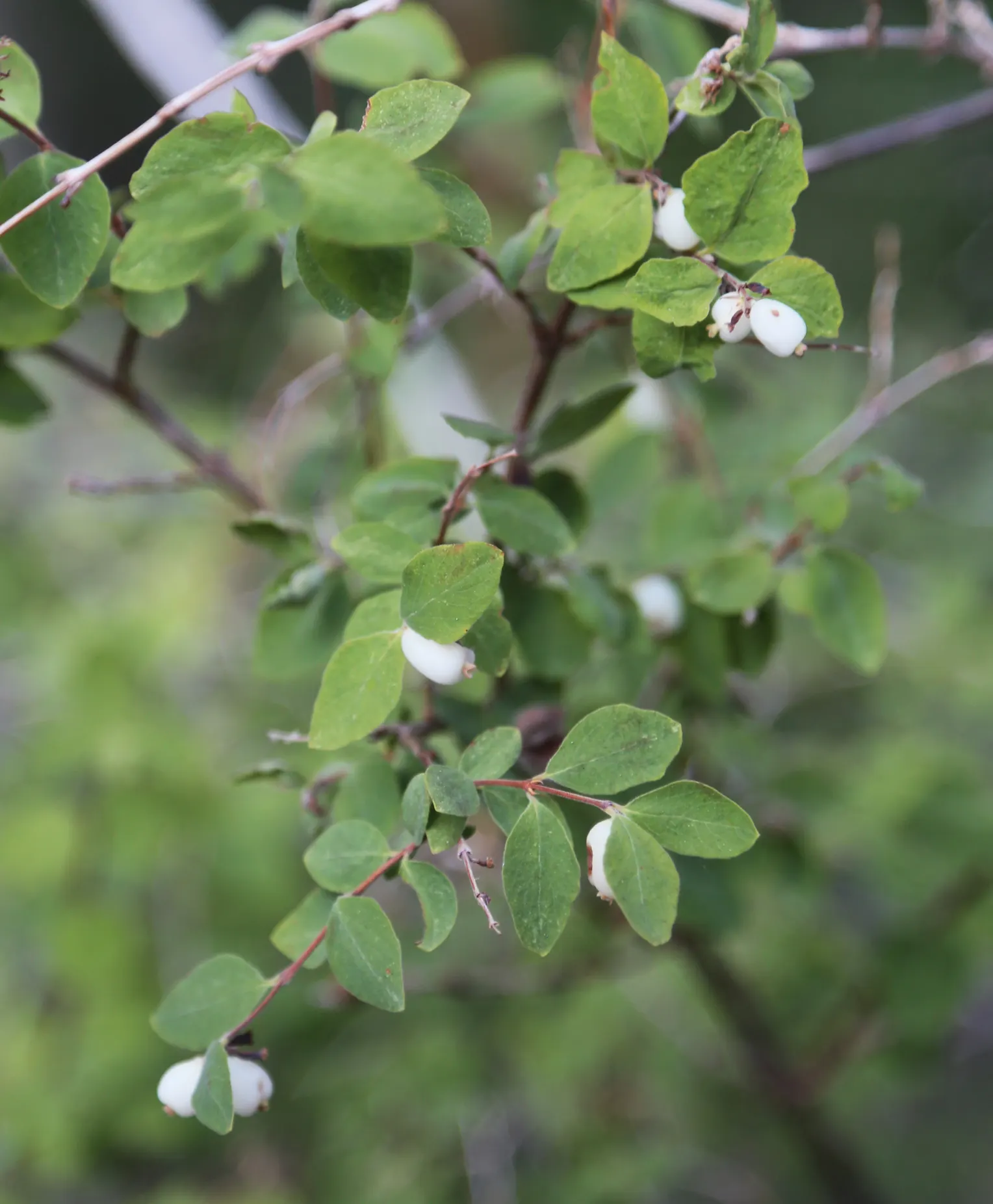 Snowberry (Symphoricarpos Albus) — though it prefers well-drained soils; its ability to stabilize soil also makes it an ally in erosion control, image 81
