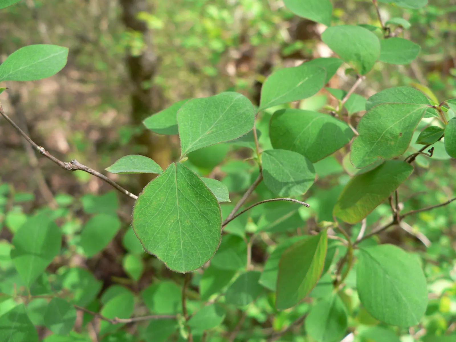 Snowberry (Symphoricarpos Albus) — It features small pink flowers in summer and distinctive white berries in fall, persisting into winter; these, image 153