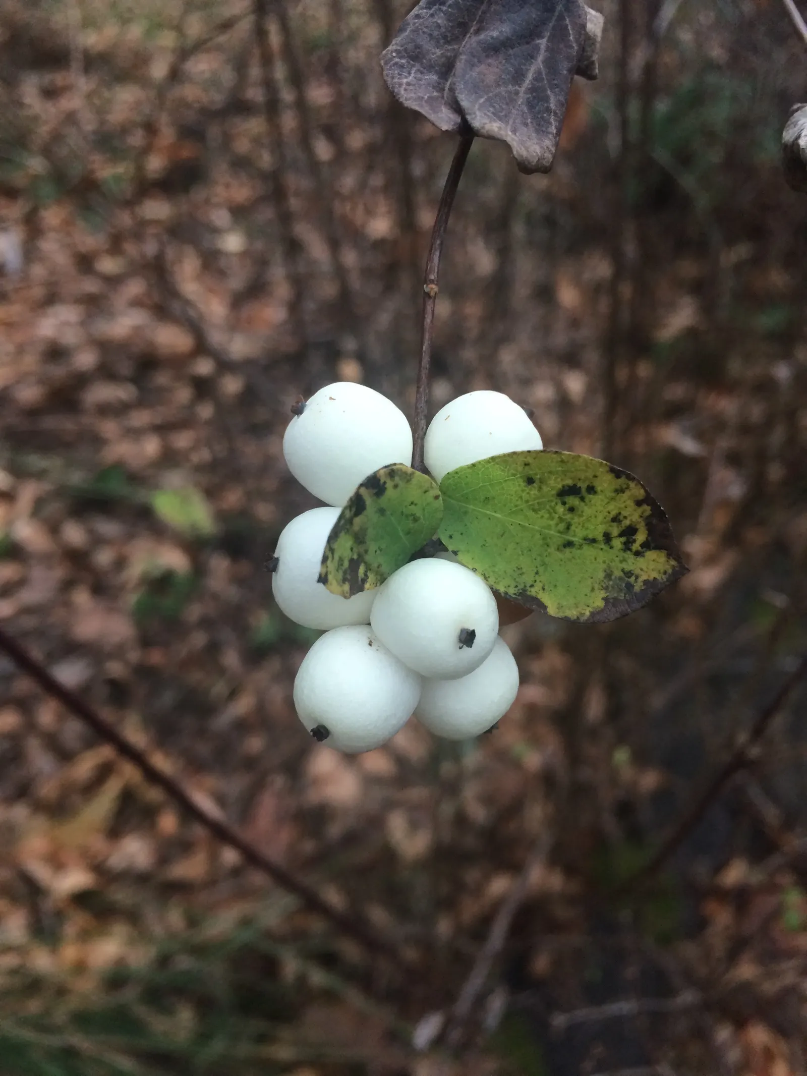 Snowberry (Symphoricarpos Albus) — which can be managed through annual pruning if a more formal shape is desired; a deciduous shrub native to North America