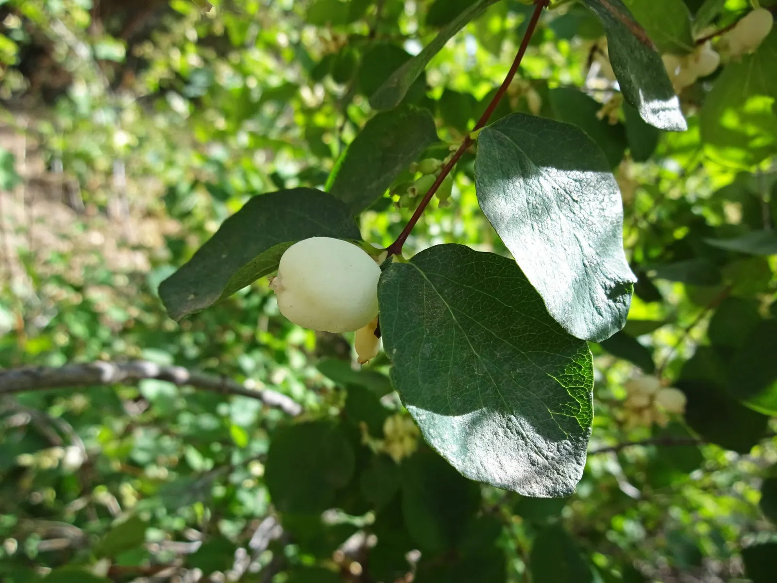 Snowberry (Symphoricarpos Albus) — which can be managed through annual pruning if a more formal shape is desired; a deciduous shrub native to North, image 147
