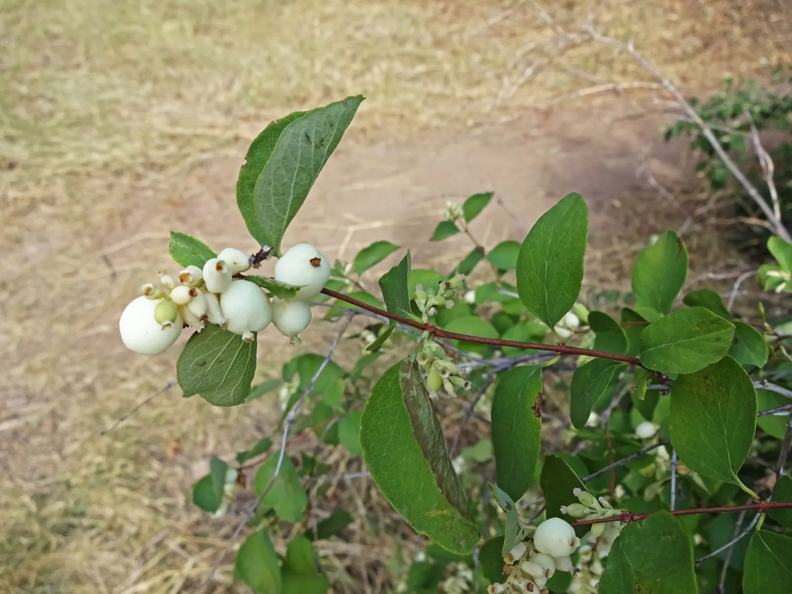 Snowberry (Symphoricarpos Albus) — with a mature height of 3-6 ft and spread of 4-5 ft; roughly 1 to 2 inches long, image 62