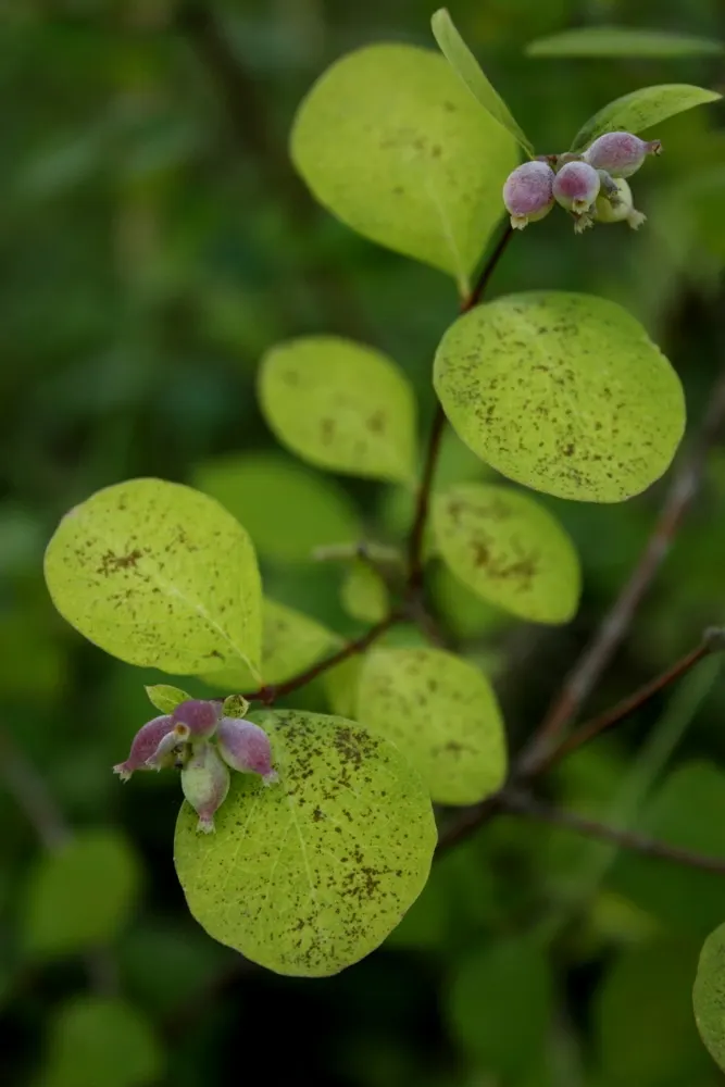 Snowberry (Symphoricarpos Albus) — These flowers are particularly attractive to pollinators