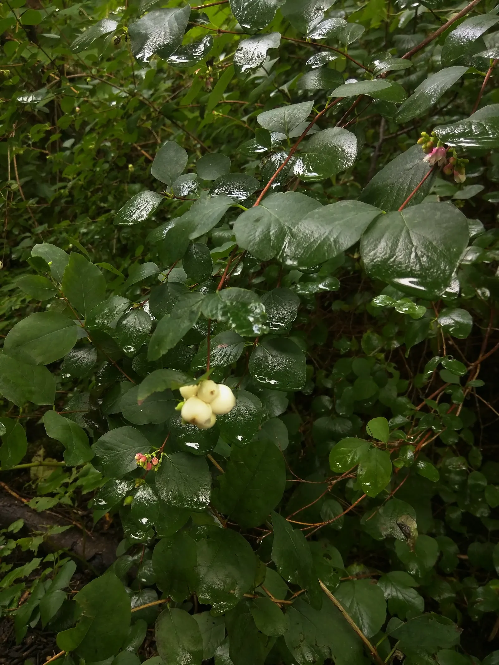 Snowberry (Symphoricarpos Albus) — offering visual interest as well as a food source for local bird species
