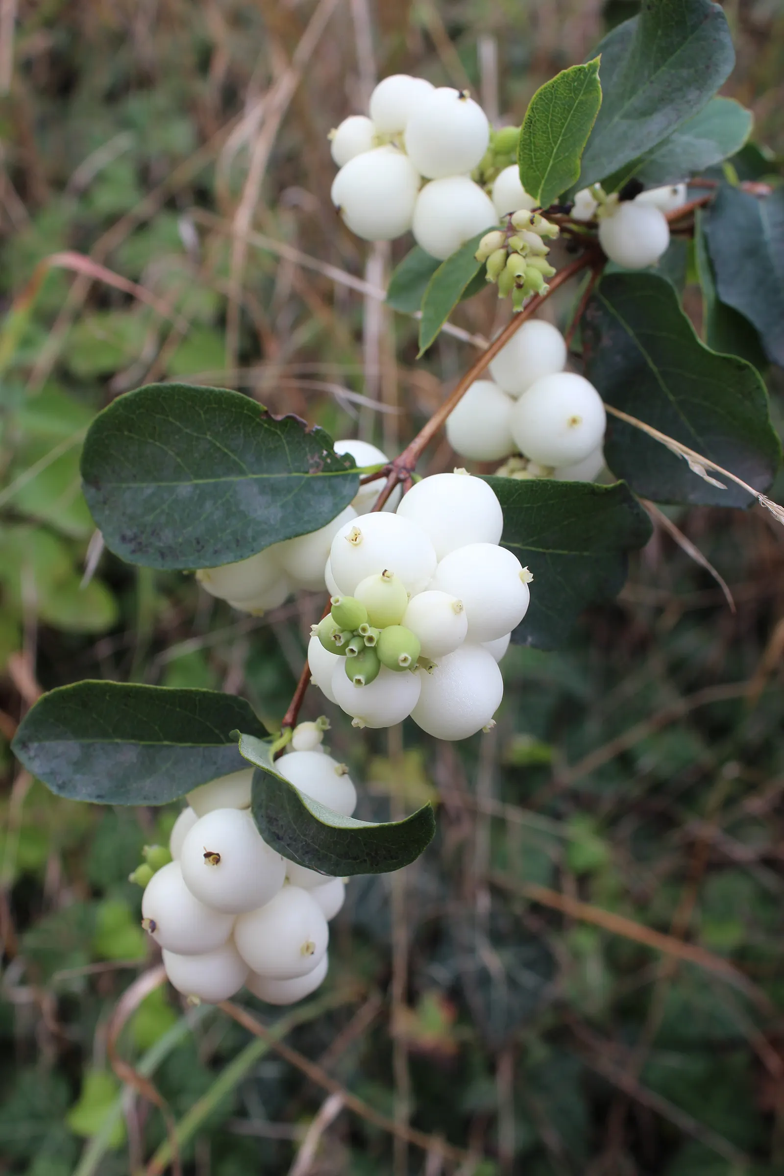 Snowberry (Symphoricarpos Albus) — shrub with pink blooms; symphoricarpos albus thrives in full sun to partial shade and adapts well to a variety, image 89