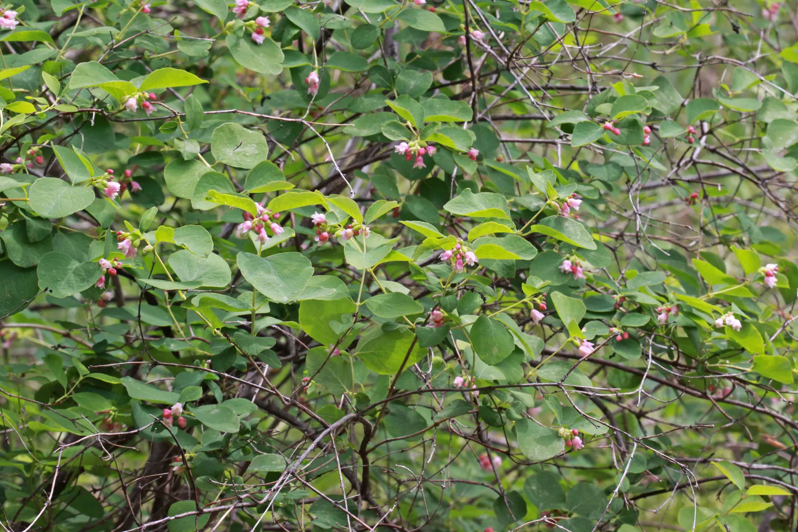 Snowberry (Symphoricarpos Albus) — These berries are roughly 0.5 to 0.75 inches in diameter and are clustered along the arching stems; it features small pink