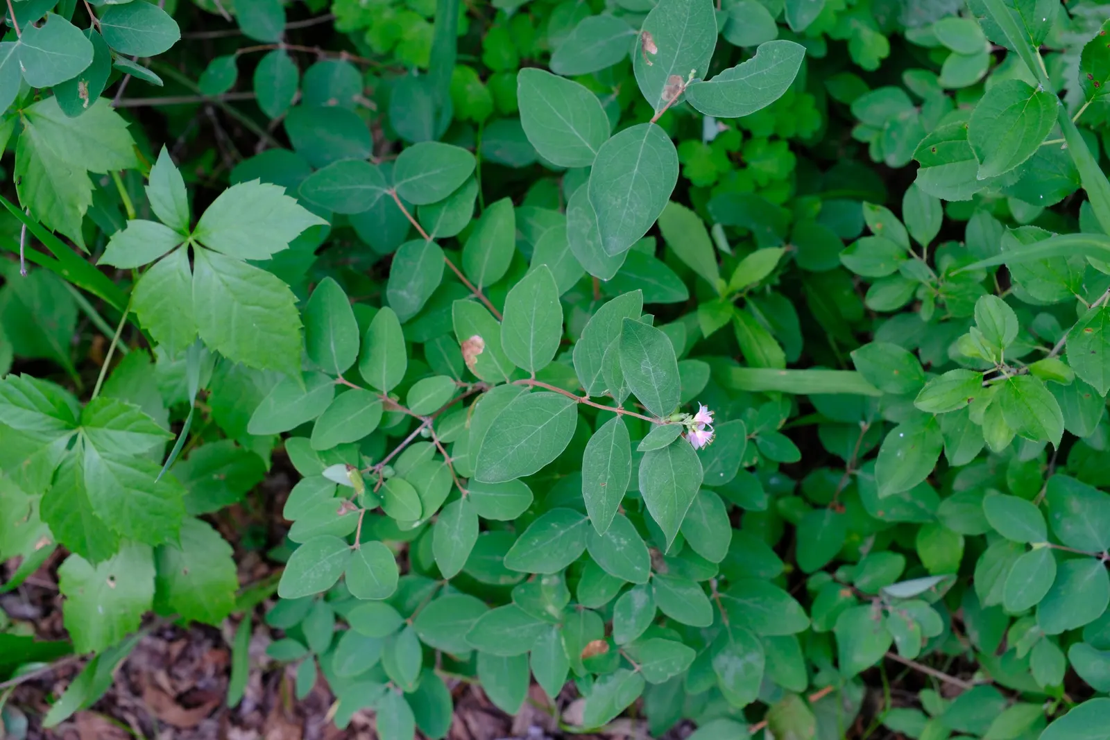 Snowberry (Symphoricarpos Albus) — a deciduous shrub native to North America; this rounded bush provides a medium-textured backdrop for garden, image 66