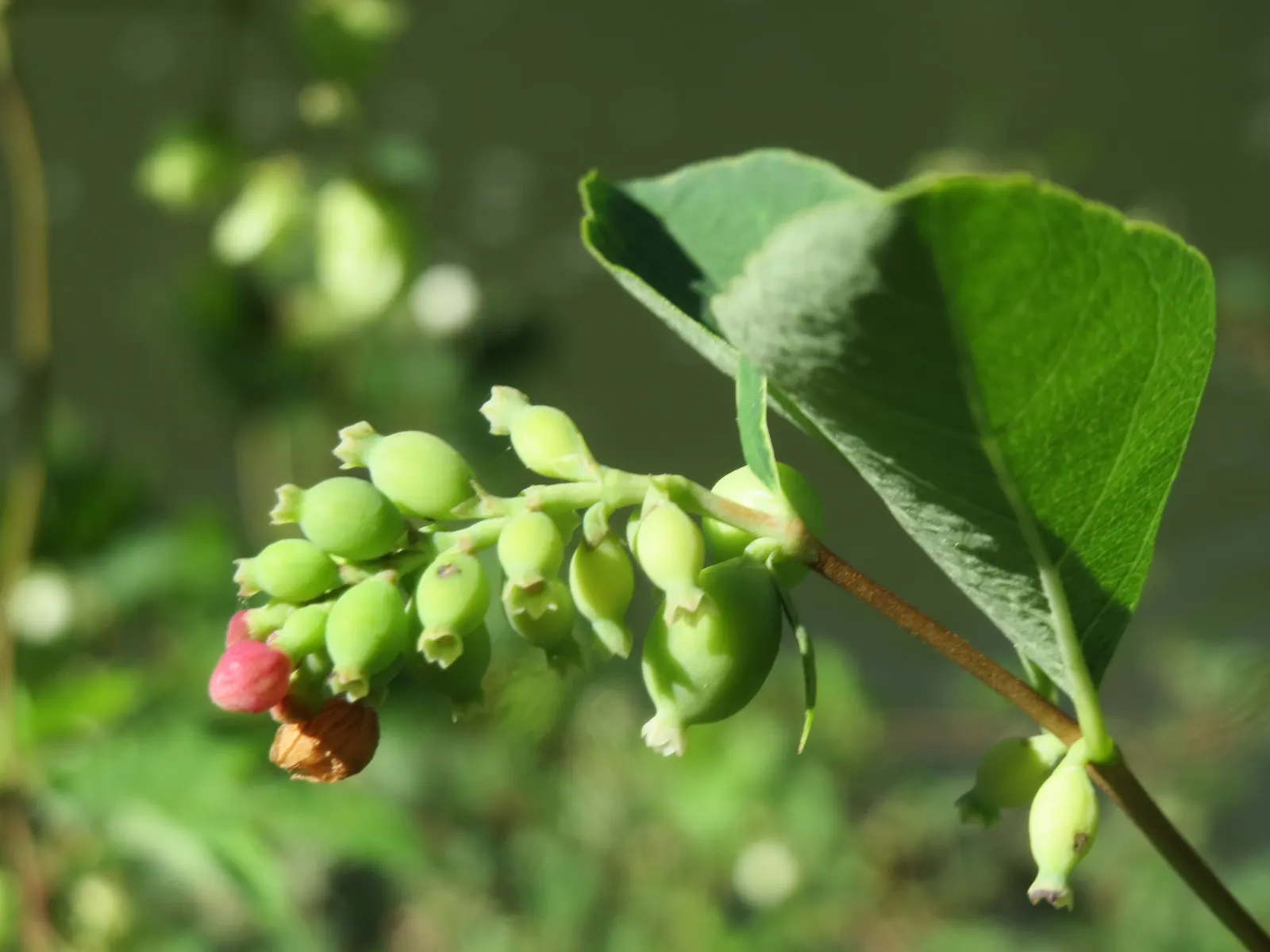 Snowberry (Symphoricarpos Albus) — <br><br>The leaves are oval-shaped; is an excellent addition to any landscape design for its year-round interest