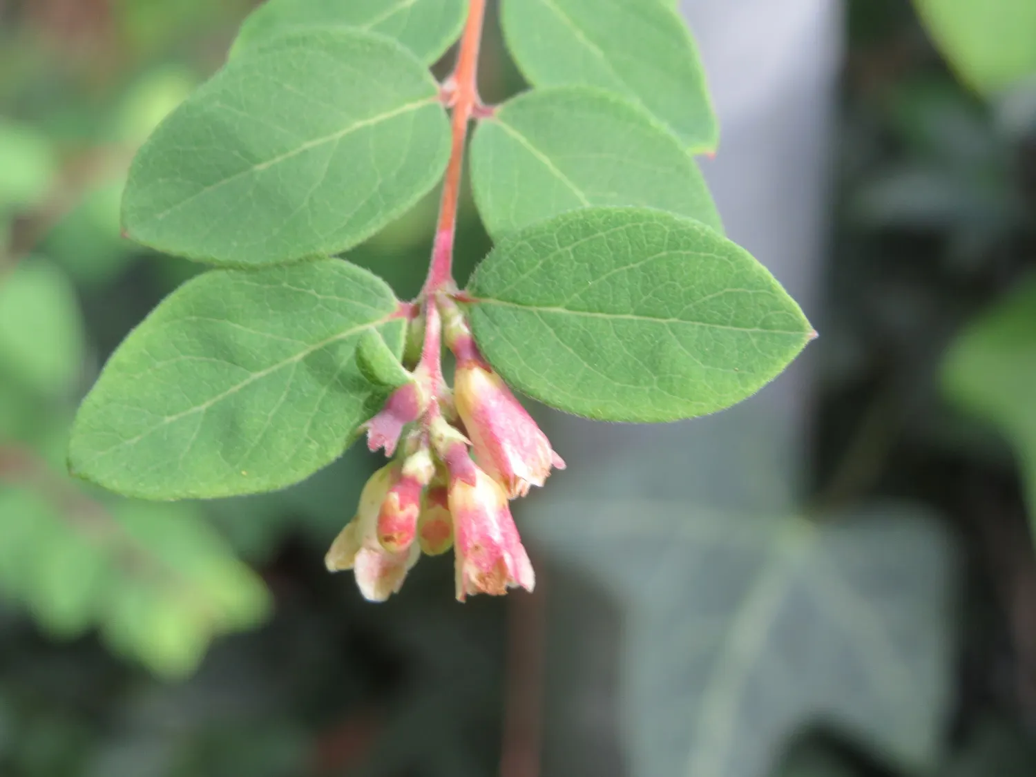 Snowberry (Symphoricarpos Albus) — with a mature height of 3-6 ft and spread of 4-5 ft