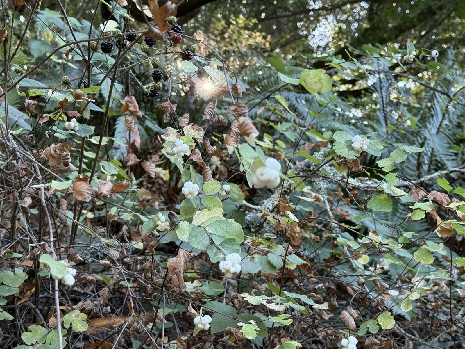 Snowberry (Symphoricarpos Albus) — creating a whimsical snow-like effect amid the barren winter landscape.<br><br>Hardy in USDA zones 3 to 7, image 79