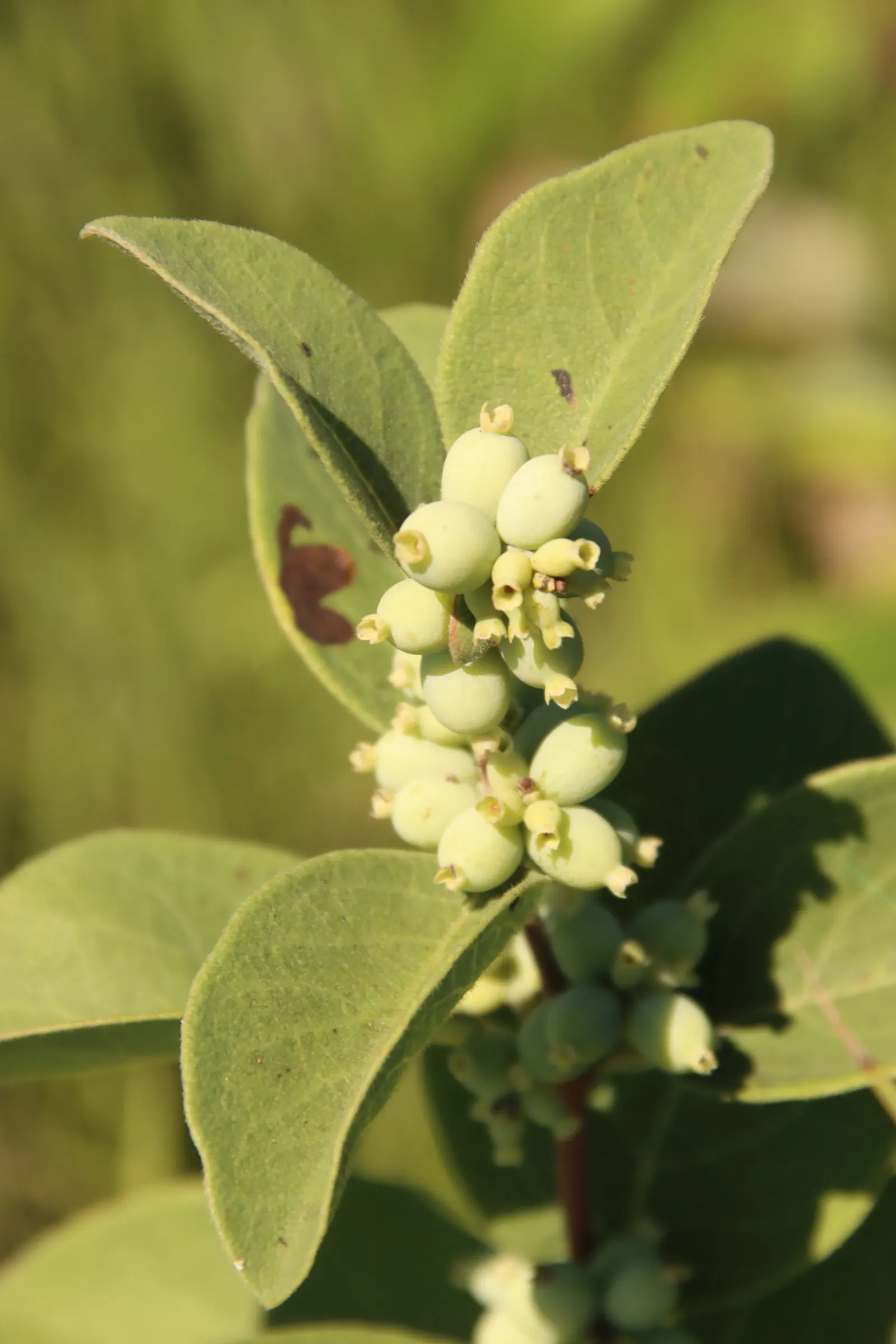 Snowberry (Symphoricarpos Albus) — with a mature height of 3-6 ft and spread of 4-5 ft; roughly 1 to 2 inches long, image 122