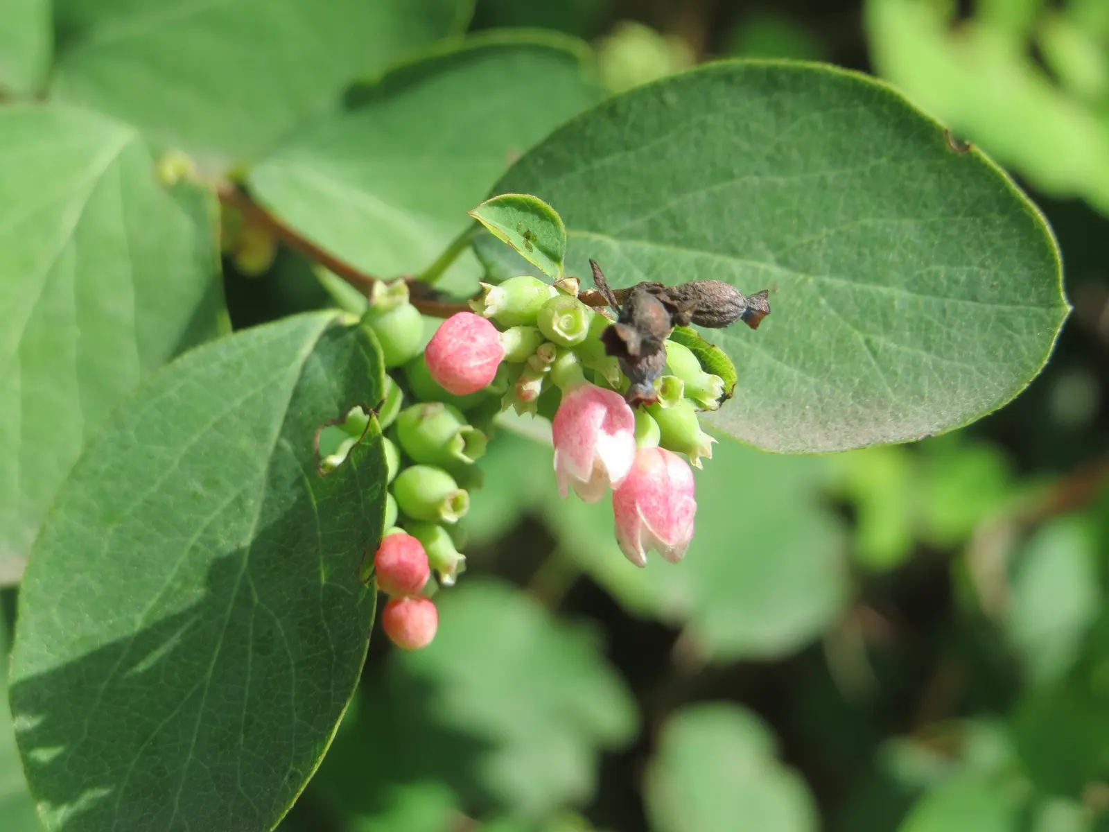 Snowberry (Symphoricarpos Albus) — Adaptable to various soils, it prefers partial shade to full sun; when designing with the Snowberry, image 94