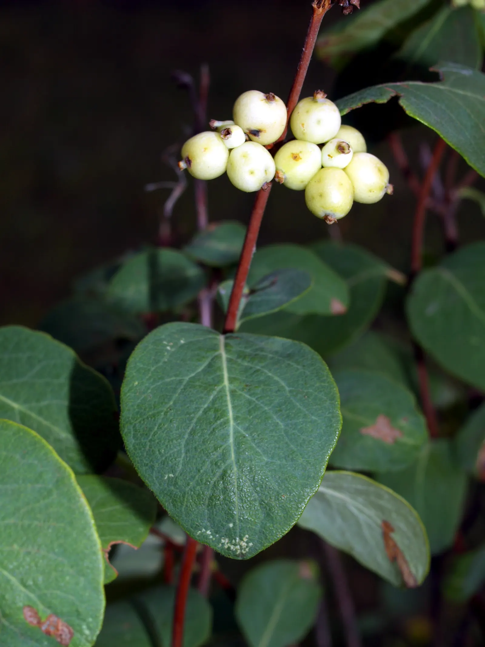 Snowberry (Symphoricarpos Albus) — Its ability to stabilize soil also makes it an ally in erosion control; these flowers are particularly, image 144