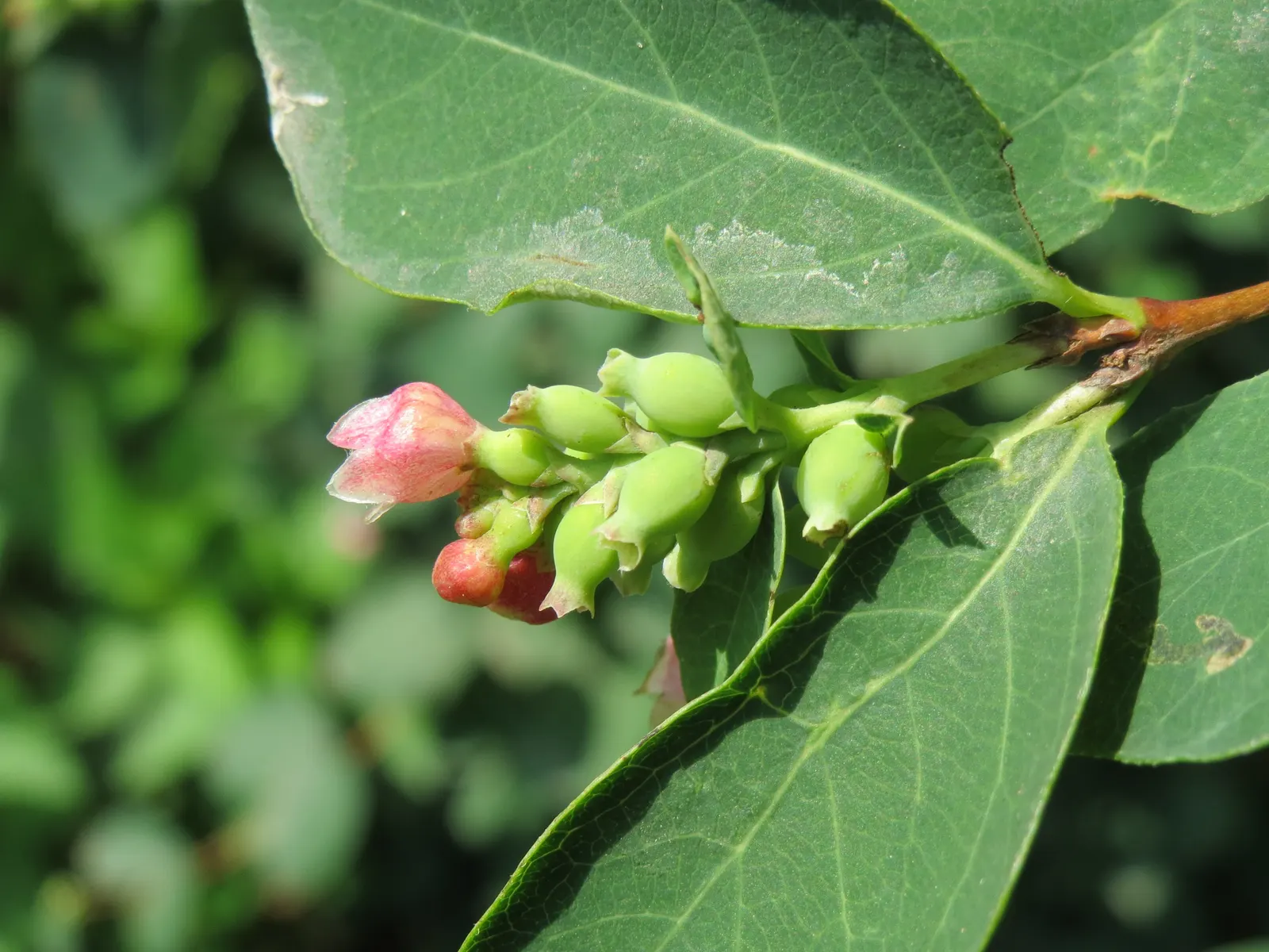Snowberry (Symphoricarpos Albus) — this rounded bush provides a medium-textured backdrop for garden compositions; shrub for full or half or shade, image 99