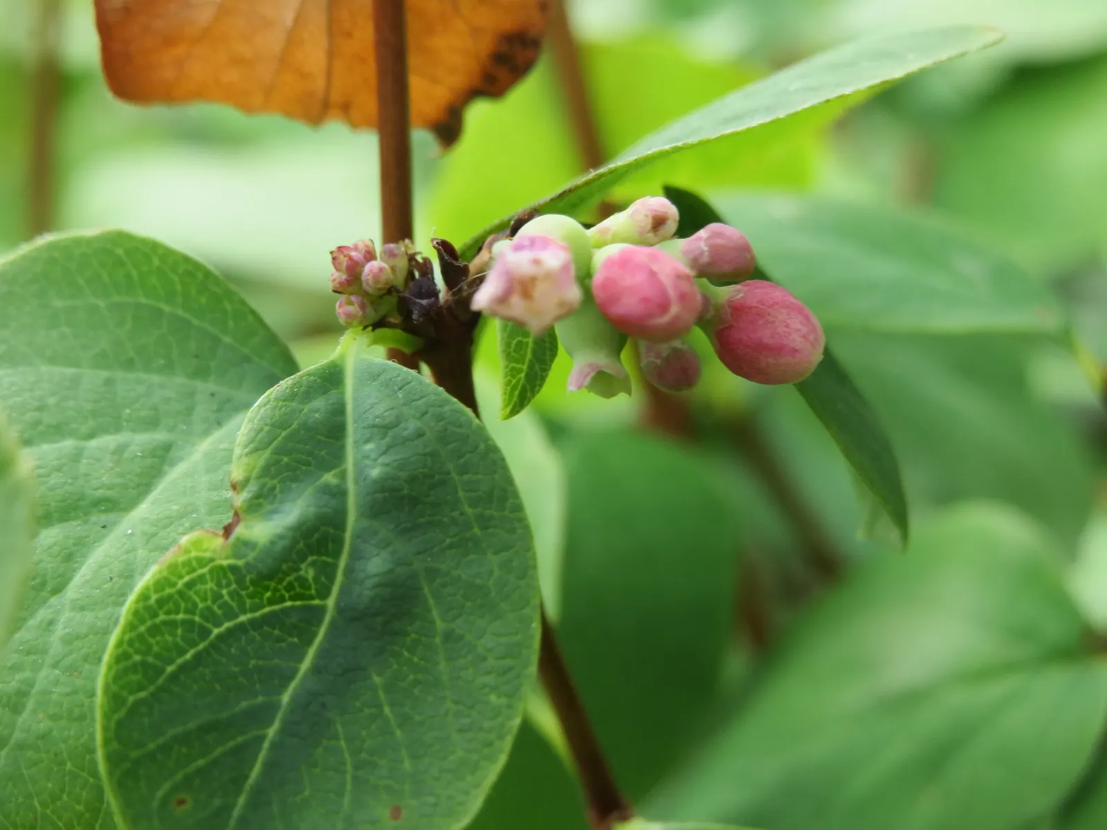 Snowberry (Symphoricarpos Albus) — Growing to an average height of 3 to 5 feet with a similar spread; or as foundation plantings, image 68