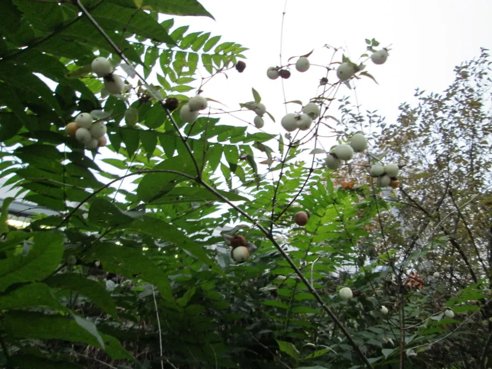 Snowberry (Symphoricarpos Albus) — pinkish-white flowers emerge in the late spring to early summer