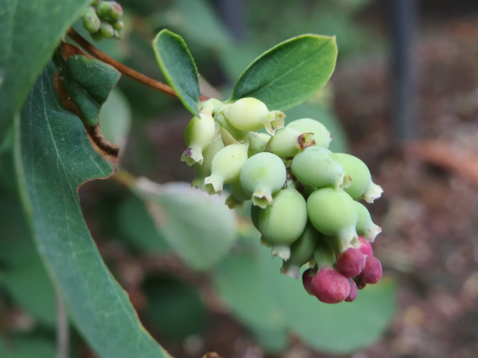 Snowberry (Symphoricarpos Albus) — When designing with the Snowberry; it serves as a stalwart component in borders, image 115
