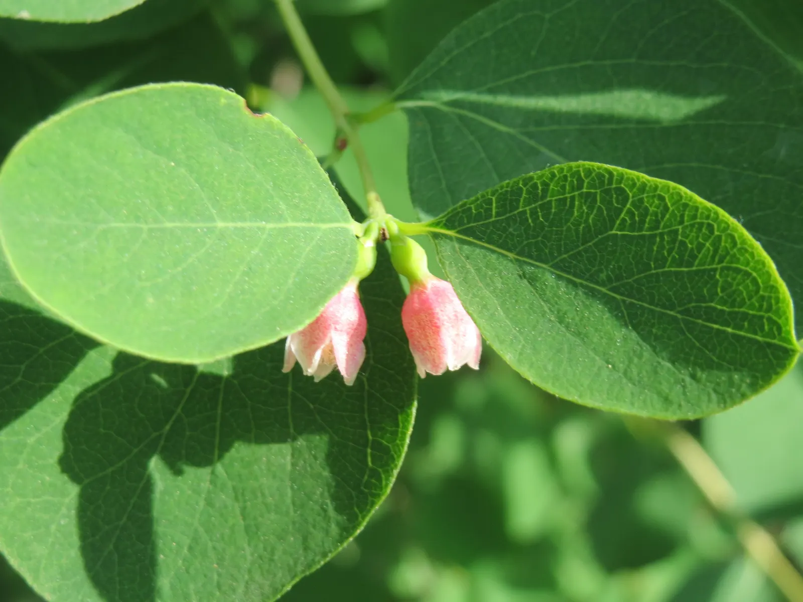 Snowberry (Symphoricarpos Albus) — or as foundation plantings; growing to an average height of 3 to 5 feet with a similar spread, image 113