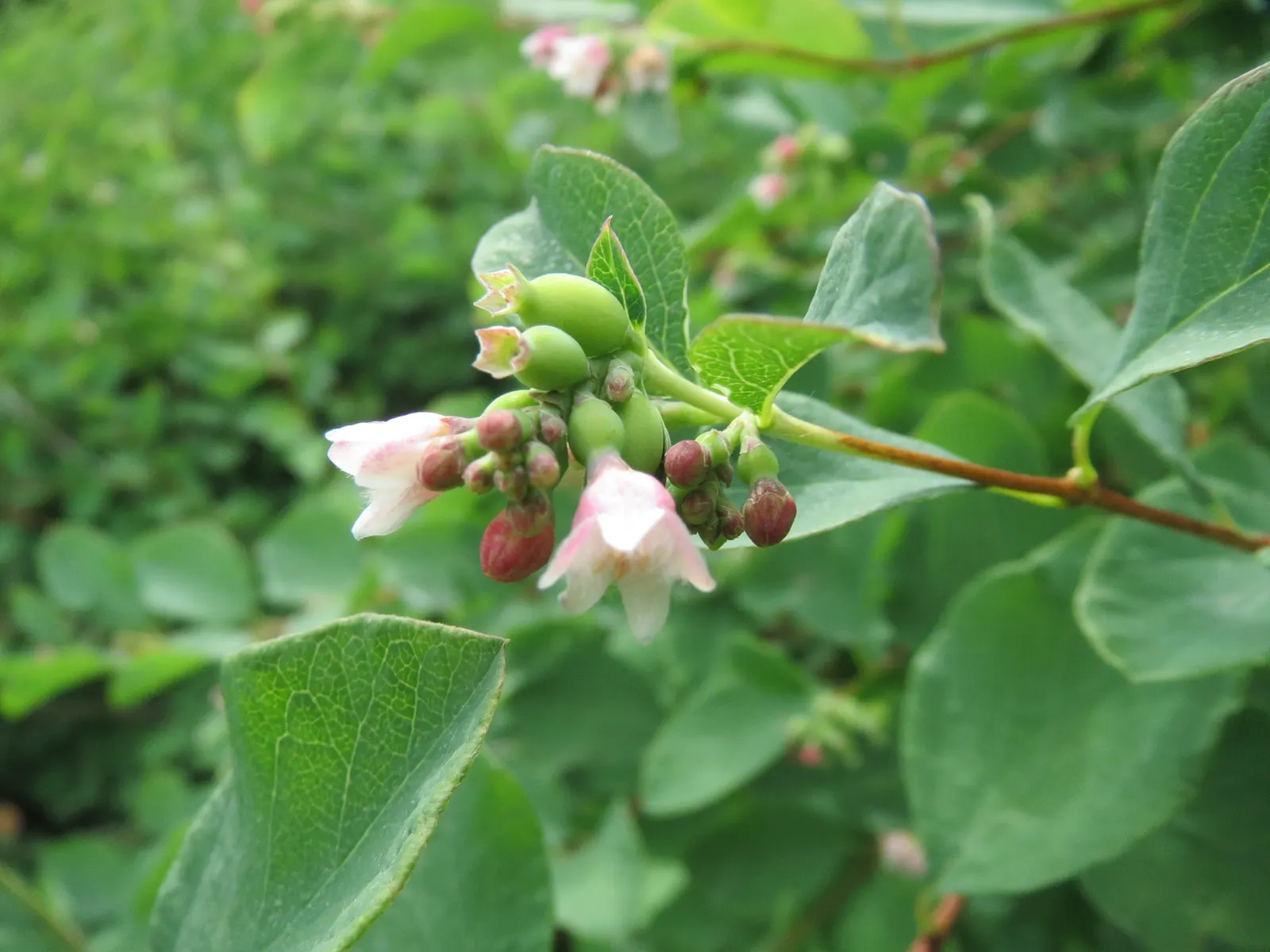 Snowberry (Symphoricarpos Albus) — is a deciduous shrub thriving in USDA zones 3-7; adaptable to various soils, it prefers partial shade to full sun