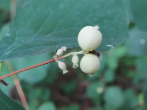 Snowberry (Symphoricarpos Albus) — Excelling in erosion control and as wildlife habitat, it's a low-maintenance choice for naturalistic designs, image 65