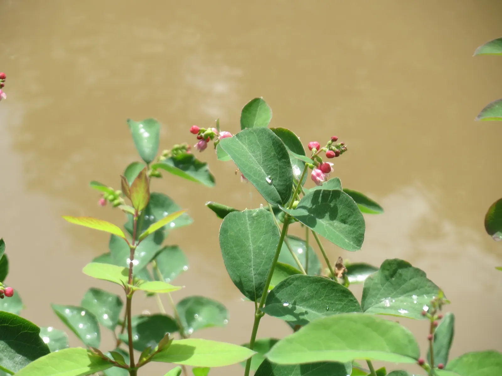Snowberry (Symphoricarpos Albus) — is a deciduous shrub thriving in USDA zones 3-7
