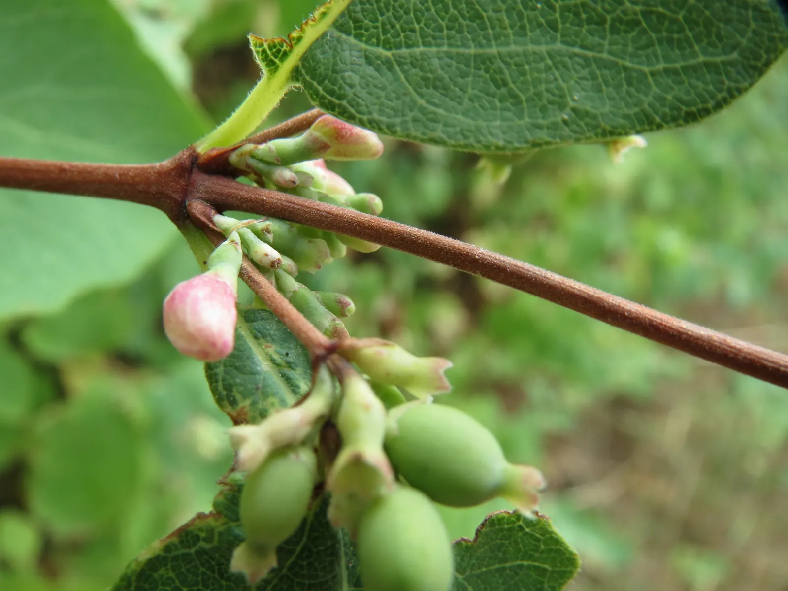 Snowberry (Symphoricarpos Albus) — roughly 1 to 2 inches long; providing a soft contrast against its foliage, image 131