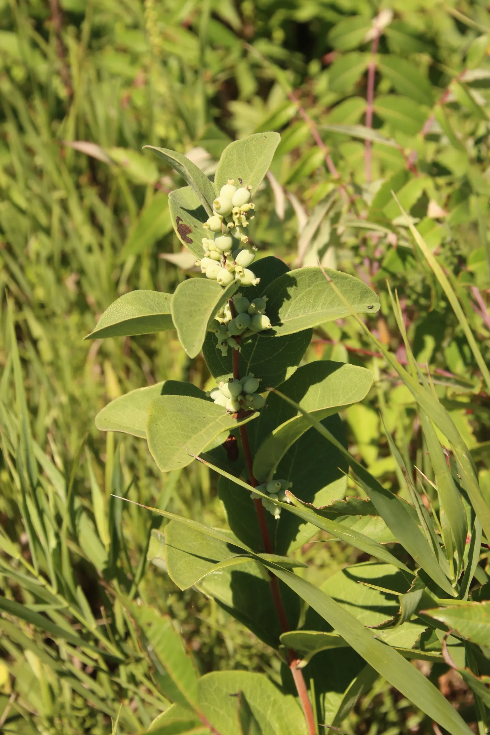Snowberry (Symphoricarpos Albus) — consider its suckering habit; shrub with pink blooms