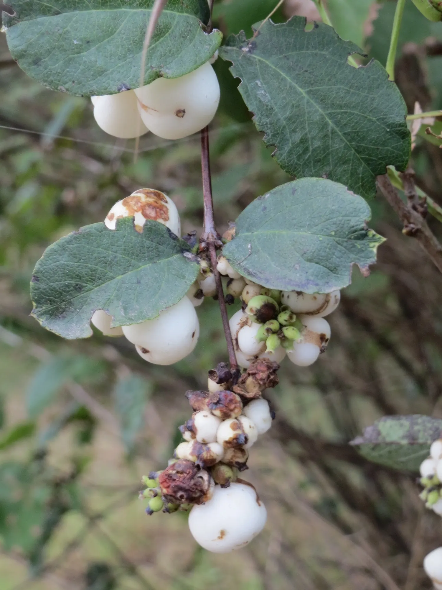 Snowberry (Symphoricarpos Albus) — <br><br>The leaves are oval-shaped