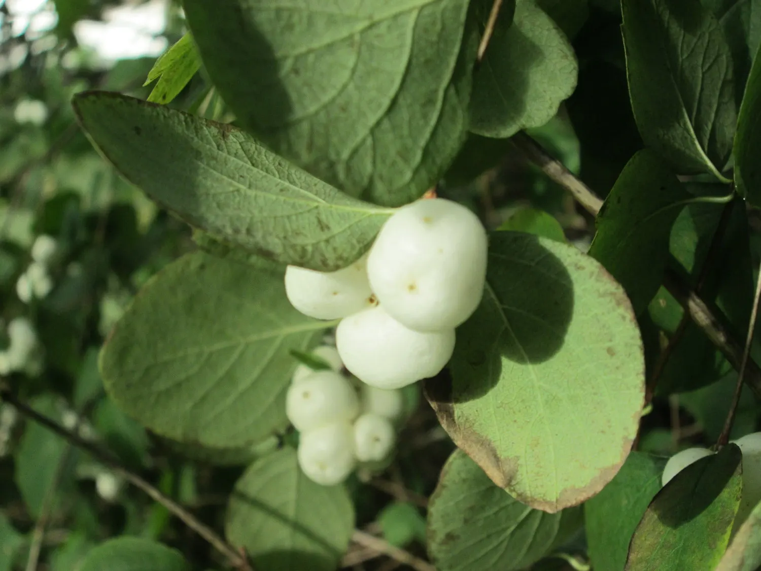 Snowberry (Symphoricarpos Albus) — providing a soft contrast against its foliage