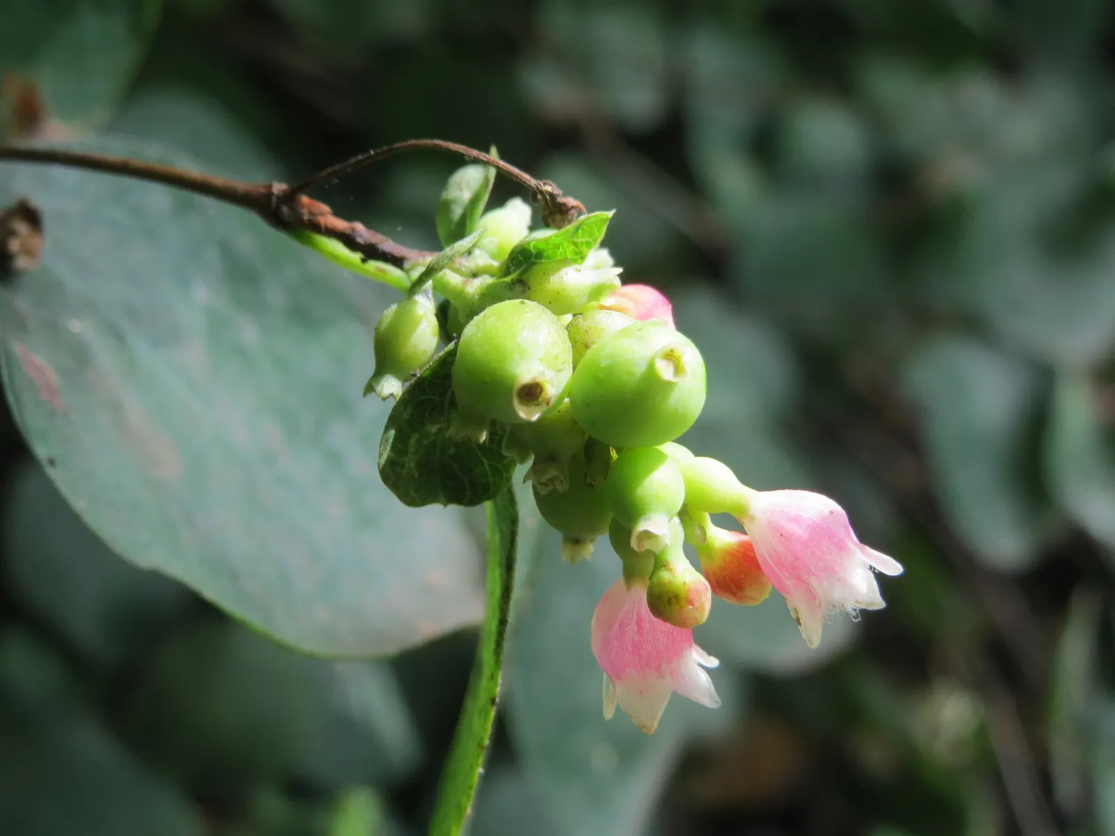 Snowberry (Symphoricarpos Albus) — a deciduous shrub native to North America; this rounded bush provides a medium-textured backdrop for garden, image 126