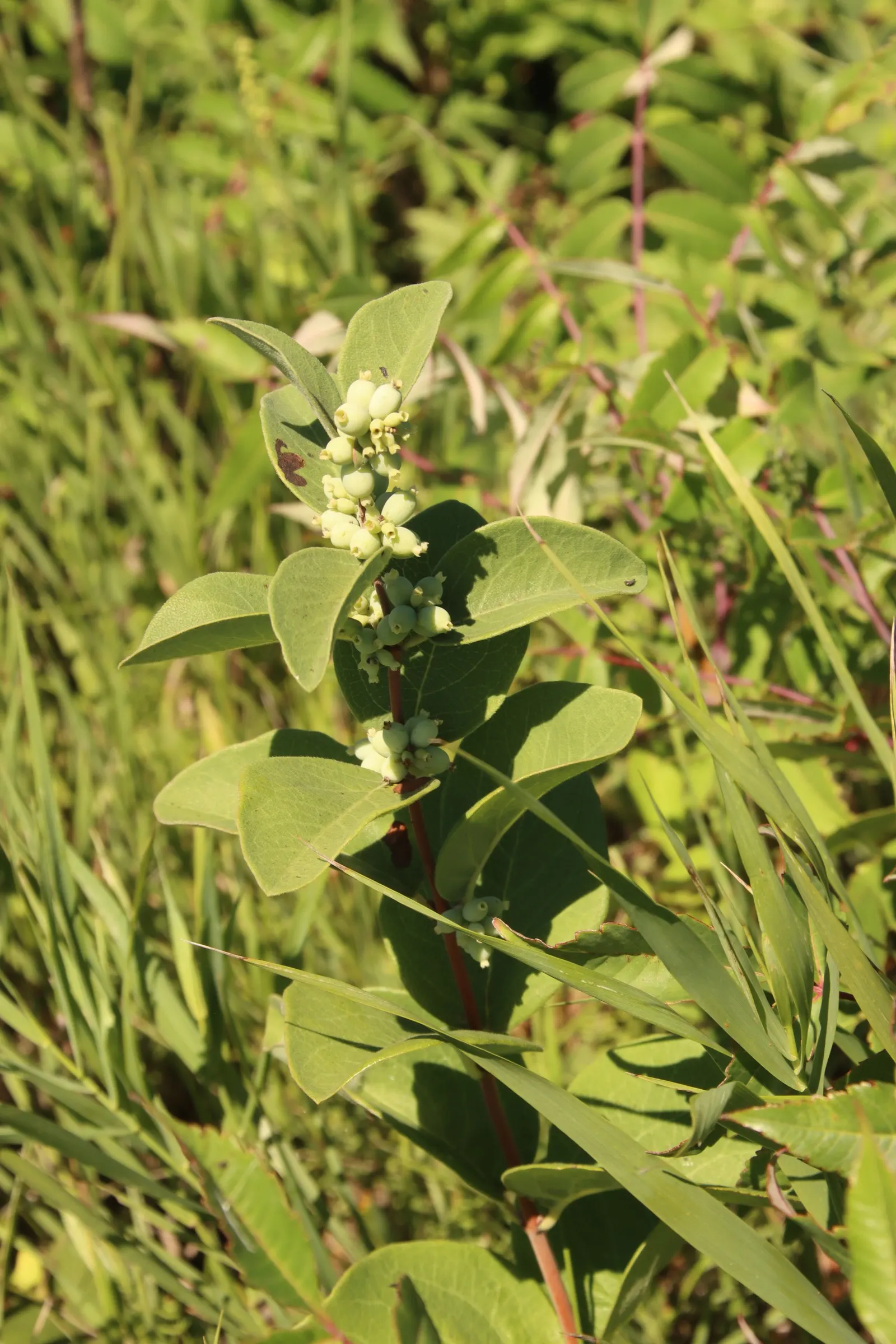 Snowberry (Symphoricarpos Albus) — is a deciduous shrub thriving in USDA zones 3-7; adaptable to various soils, it prefers partial shade to full sun, image 151
