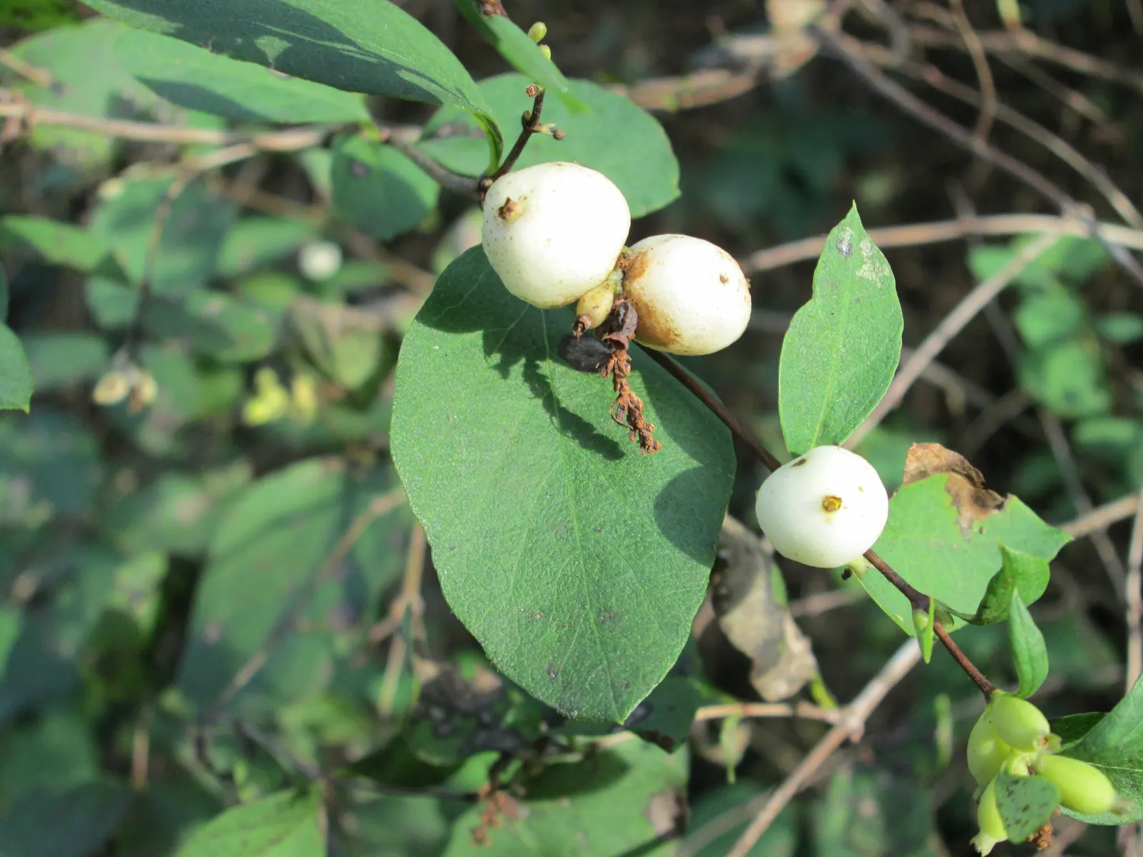 Snowberry (Symphoricarpos Albus) — These flowers are particularly attractive to pollinators; presenting a subtle bluish-green hue that complements, image 75
