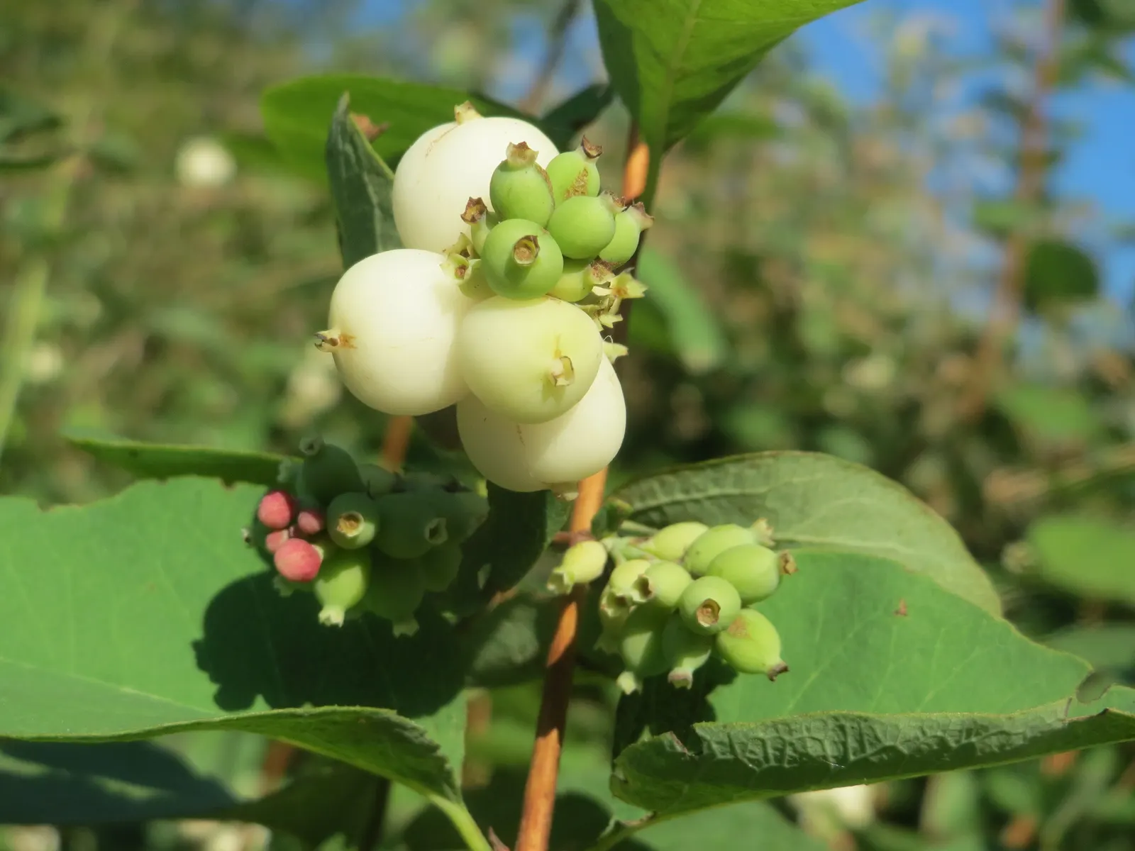 Snowberry (Symphoricarpos Albus) — When designing with the Snowberry