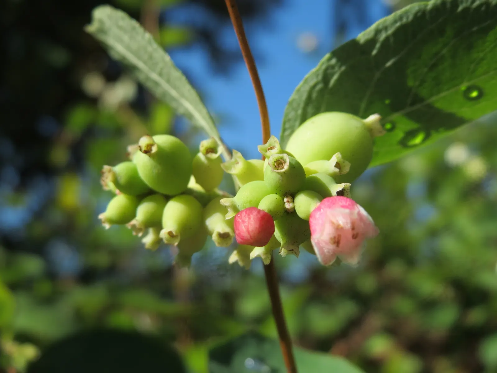Snowberry (Symphoricarpos Albus) — it serves as a stalwart component in borders; is a deciduous shrub thriving in USDA zones 3-7