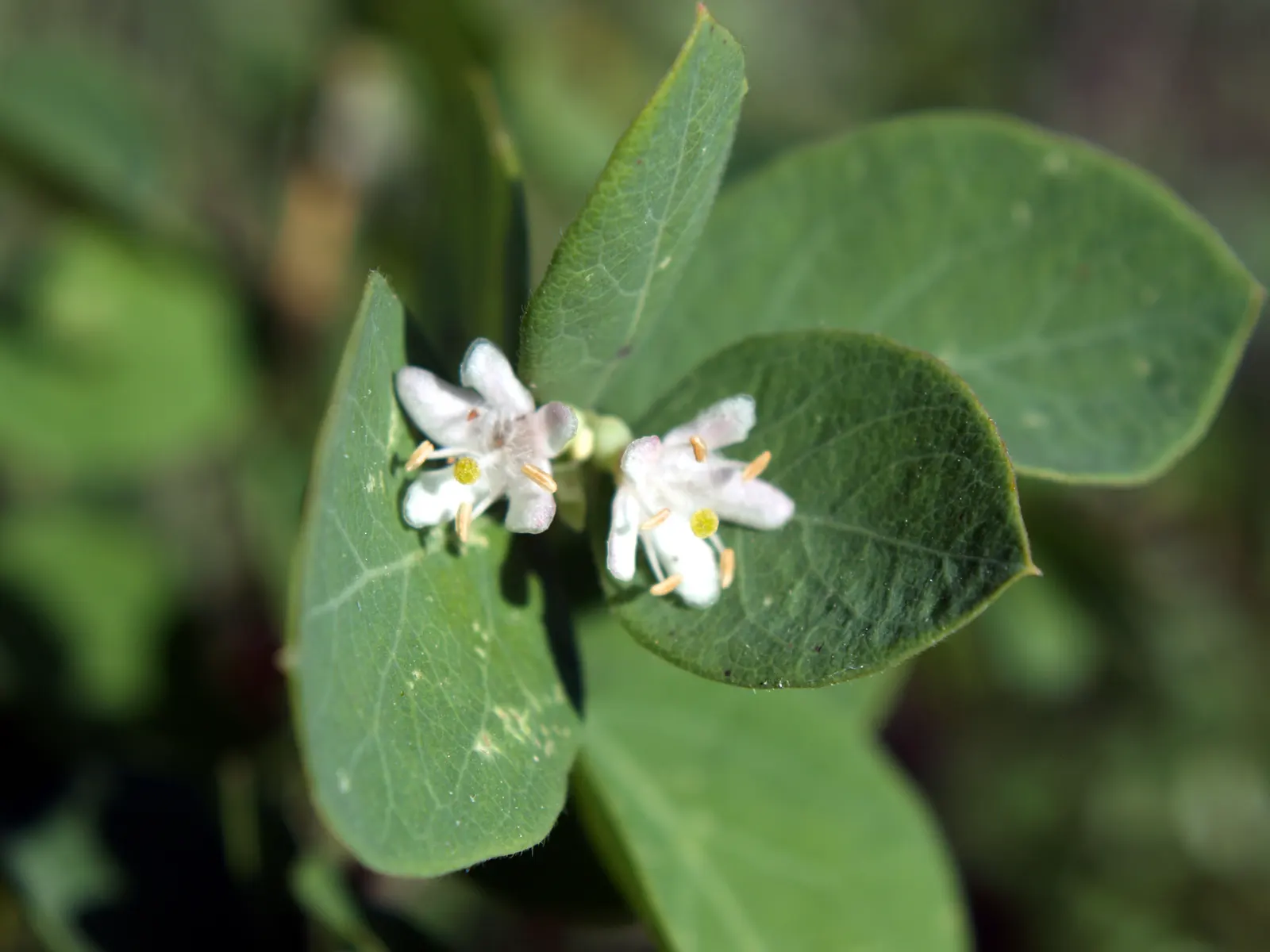 Snowberry (Symphoricarpos Albus) — this rounded bush provides a medium-textured backdrop for garden compositions; shrub for full or half or shade, image 129