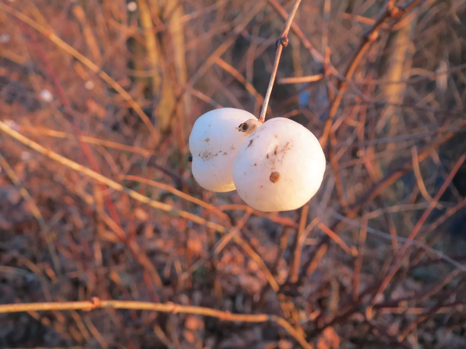 Snowberry (Symphoricarpos Albus) — white berries that appear in late summer and persist through the winter; creating a whimsical snow-like effect, image 136