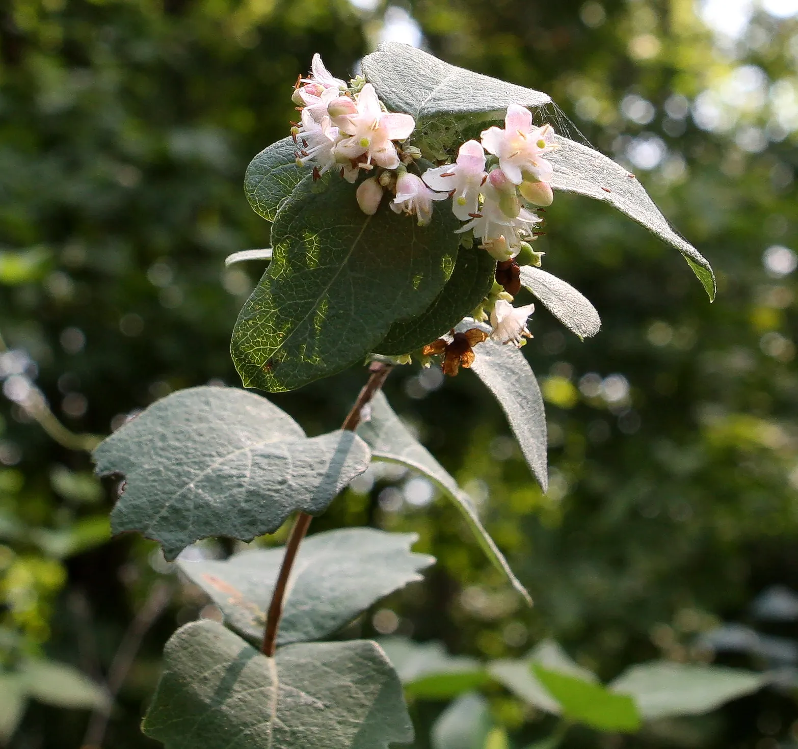 Snowberry (Symphoricarpos Albus) — Its ability to stabilize soil also makes it an ally in erosion control