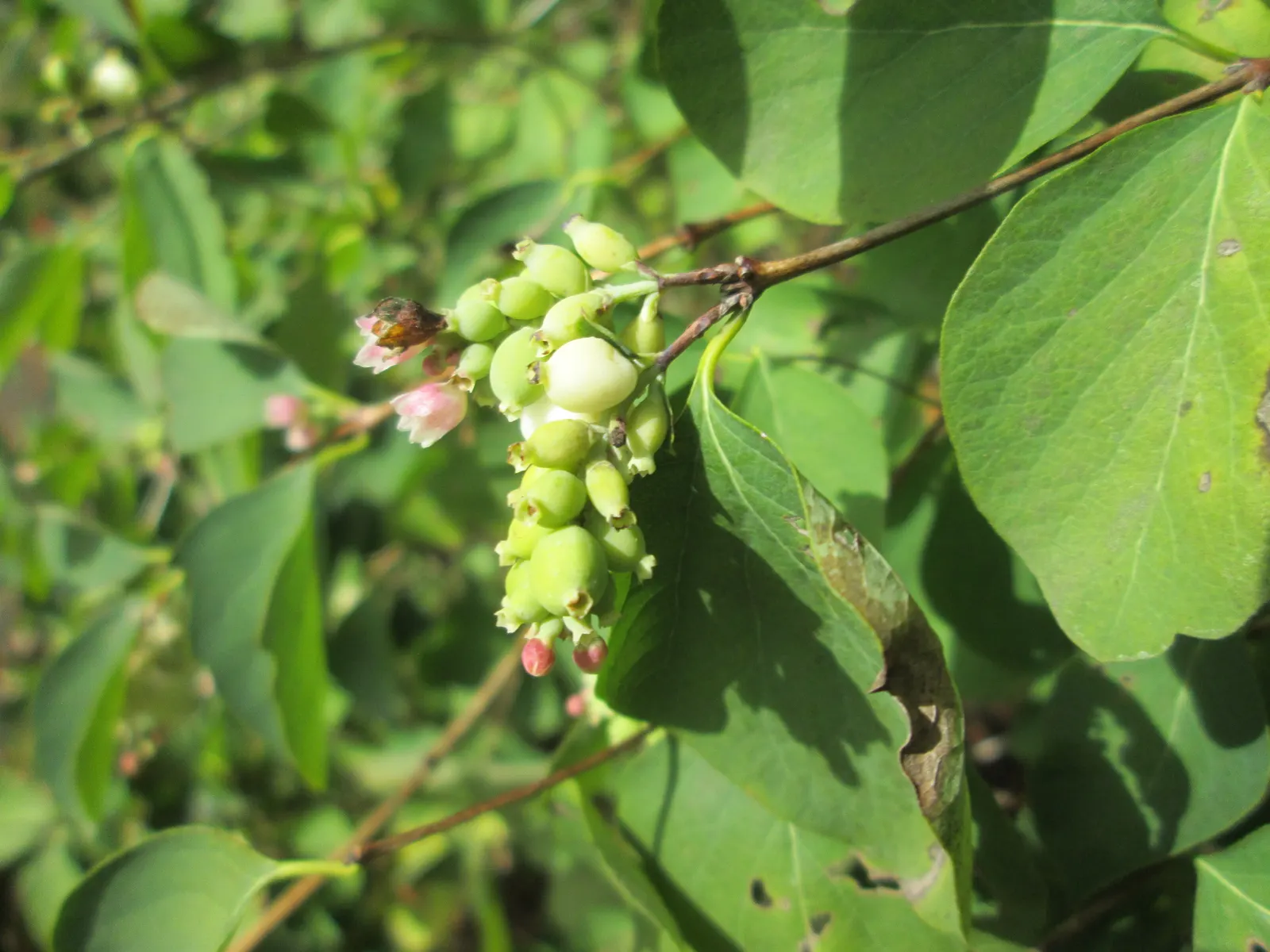 Snowberry (Symphoricarpos Albus) — it serves as a stalwart component in borders; is a deciduous shrub thriving in USDA zones 3-7, image 142