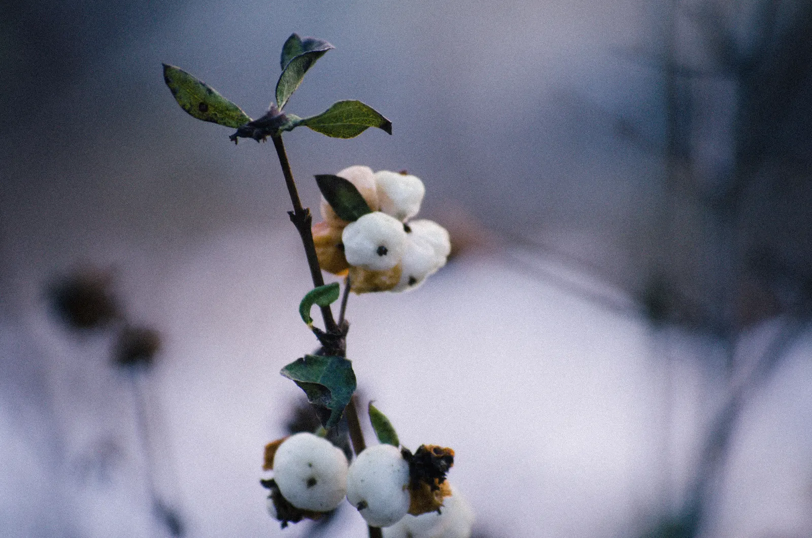 Snowberry (Symphoricarpos Albus) — though it prefers well-drained soils