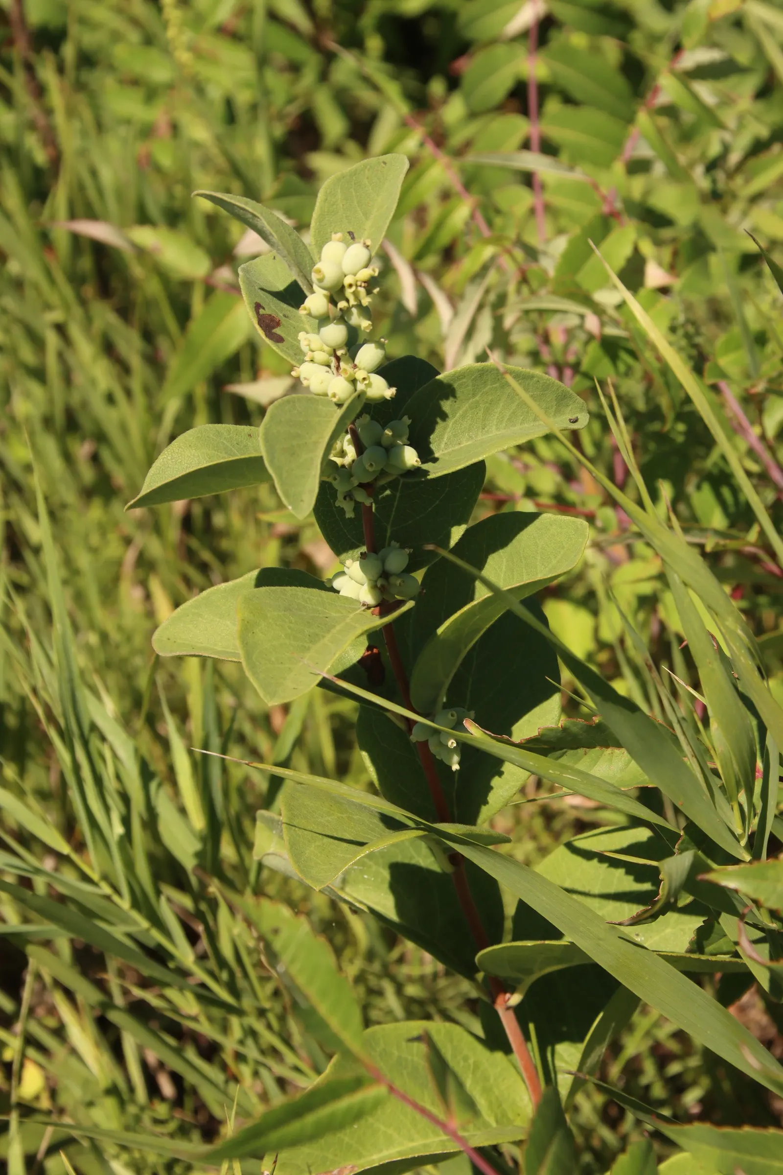Snowberry (Symphoricarpos Albus) — pinkish-white flowers emerge in the late spring to early summer; pink flowers in the garden, image 103