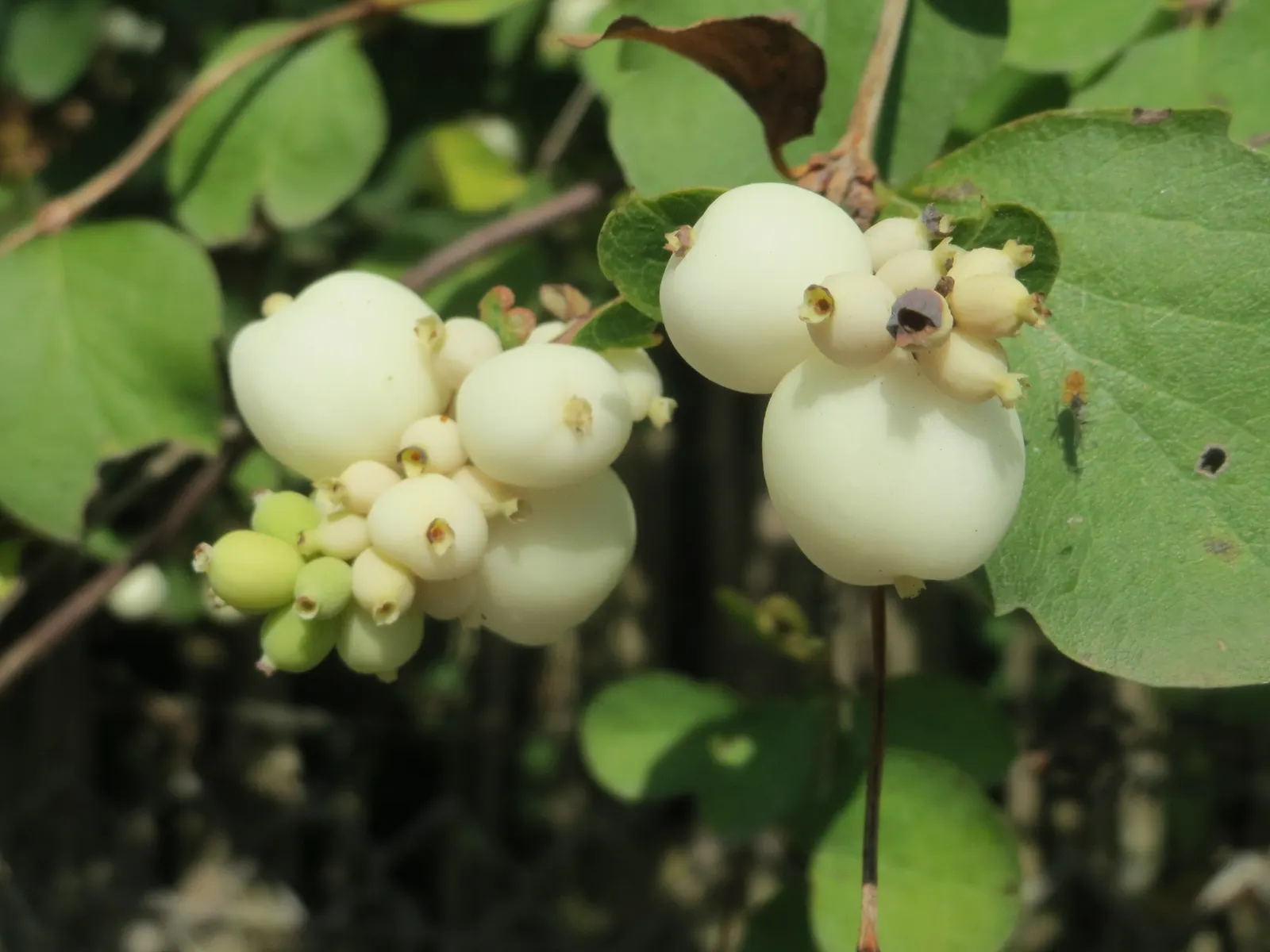 Snowberry (Symphoricarpos Albus) — or as foundation plantings; growing to an average height of 3 to 5 feet with a similar spread, image 83