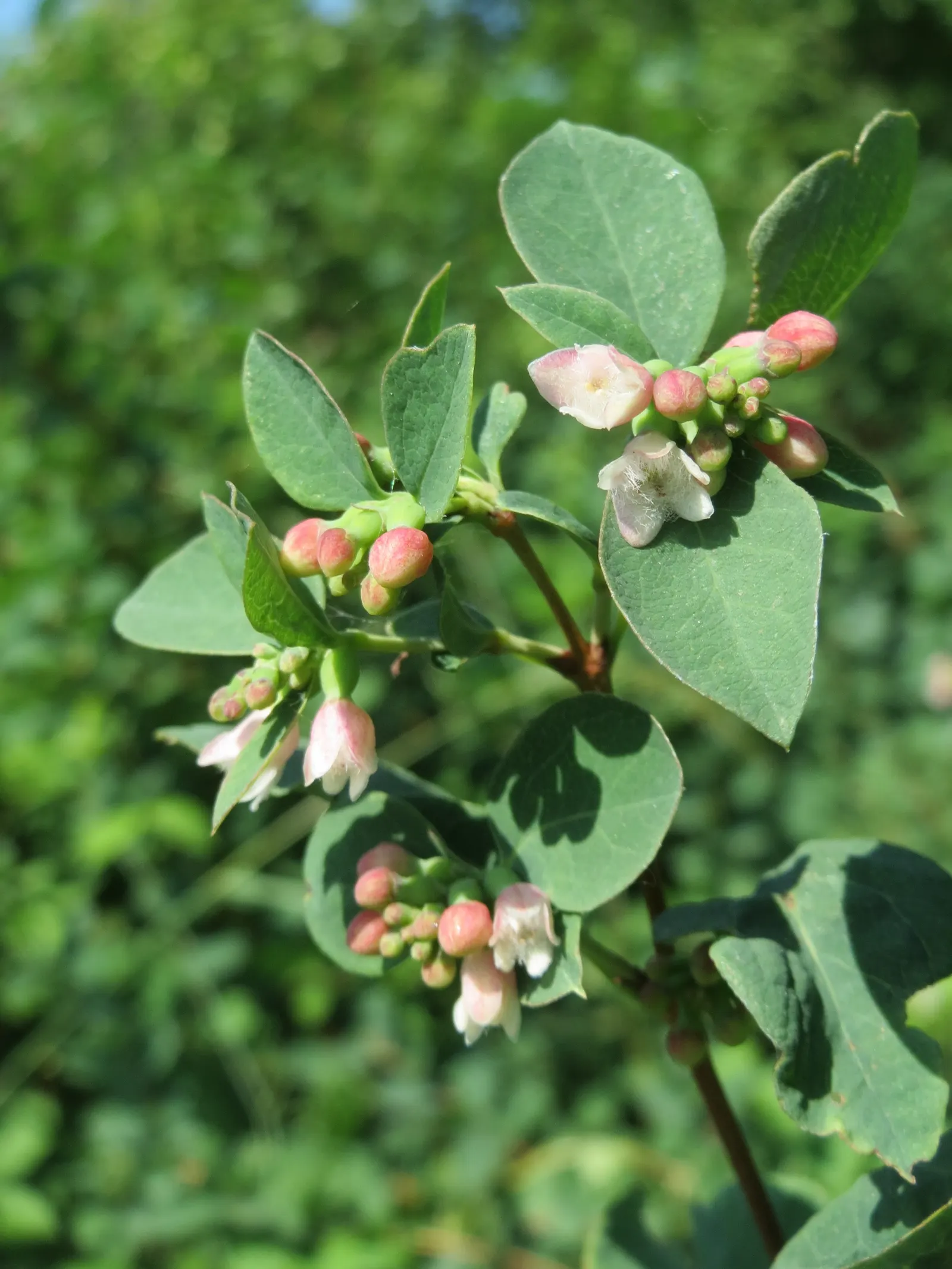Snowberry (Symphoricarpos Albus) — consider its suckering habit